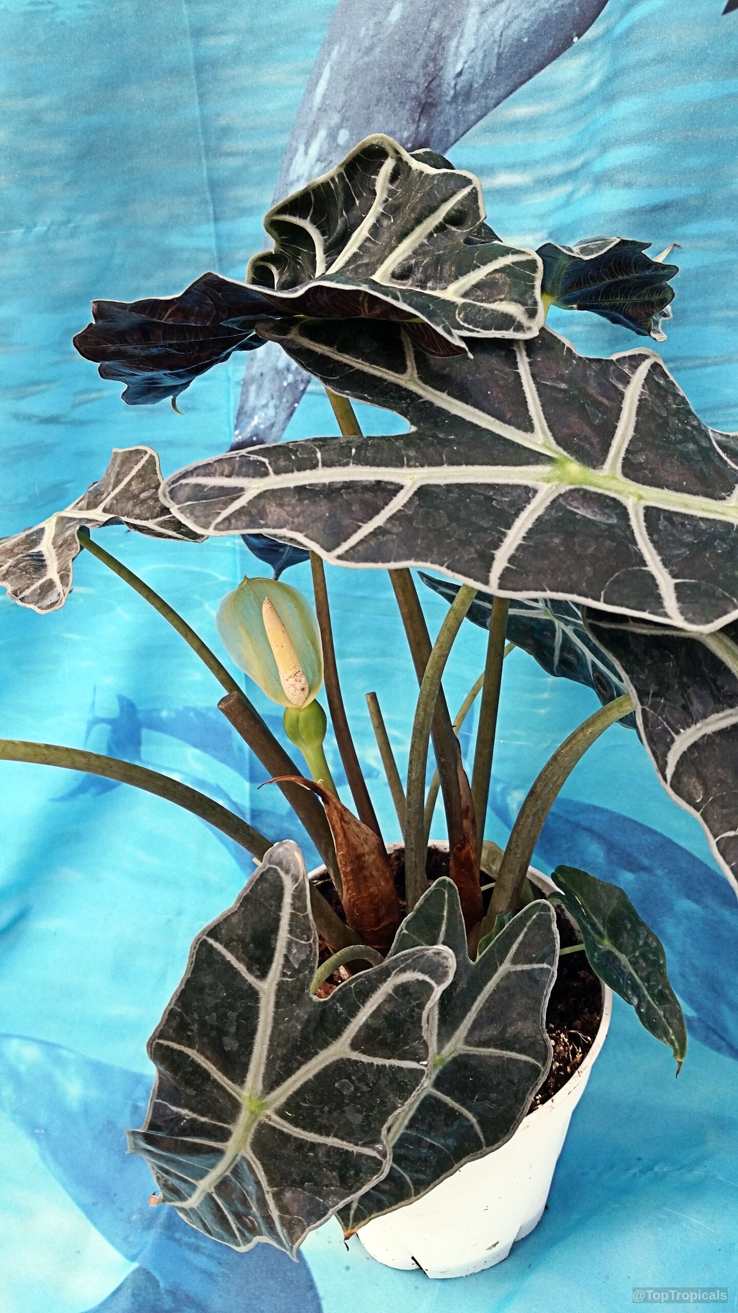 Alocasia sanderiana (Kris plant) with arrow shaped foliage and a single upright cream color flower Alocasia sanderiana (Kris plant) deep green leaves with bold white veins and pale flower