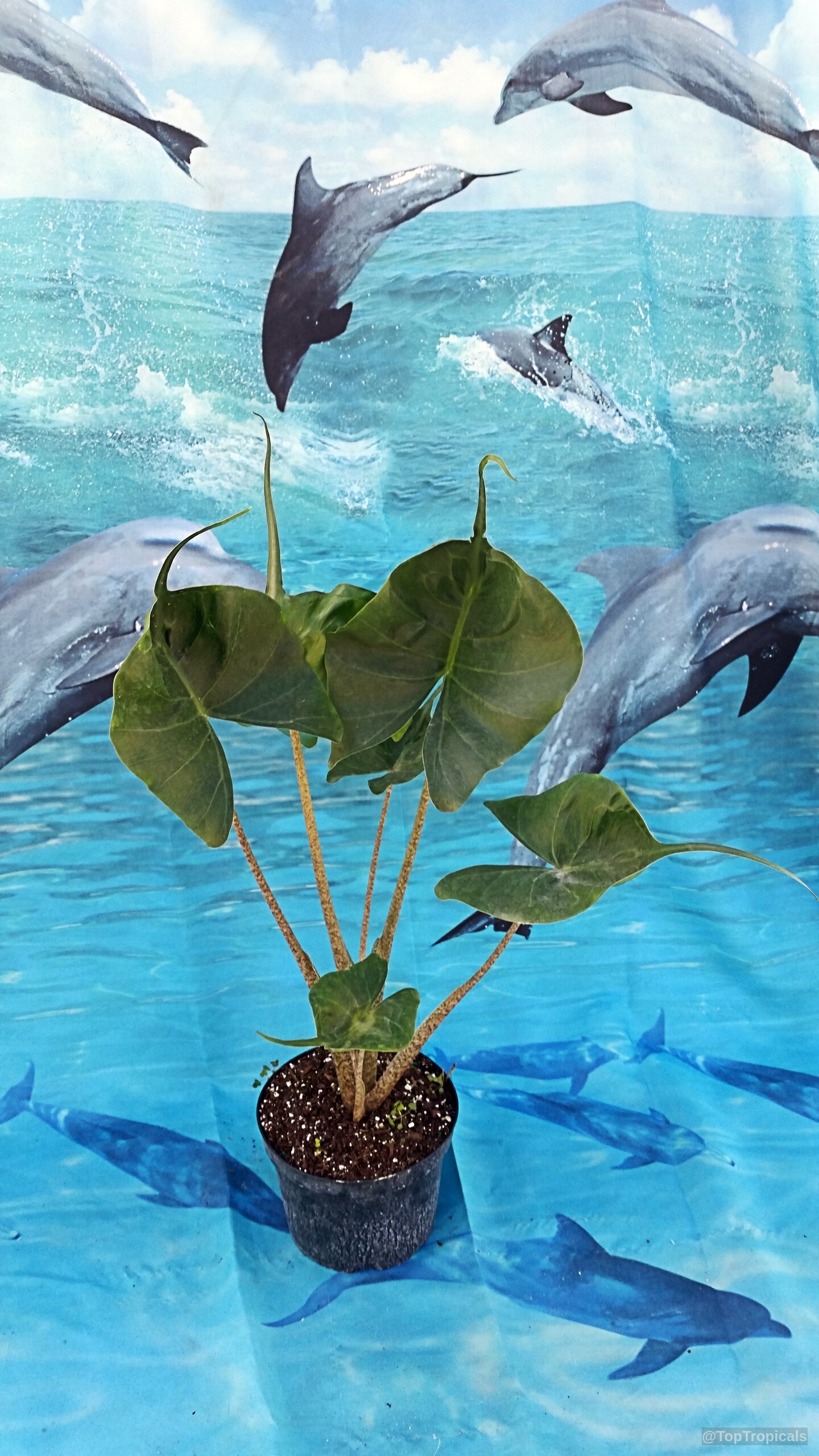 Alocasia Stingray (Elephant Ear 'Stingray') with unique long green leaves in a black nursery pot. Alocasia Stingray (Elephant Ear 'Stingray') green leaves on a plant in a plastic pot