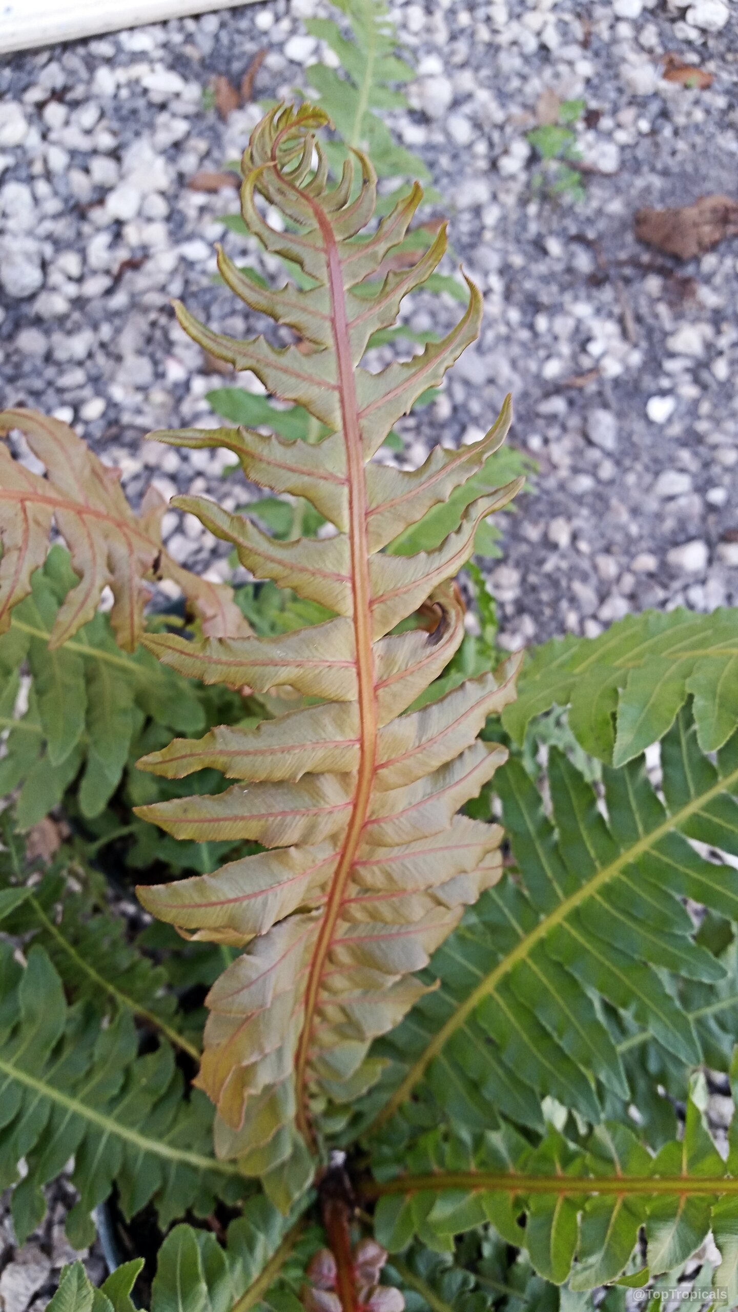 Blechnum moorei (Brazilian Tree Fern) with distinctive copper red stems and young green unfolding leaves. Blechnum moorei (Brazilian Tree Fern) with copper red leaves in a close up plant shot.