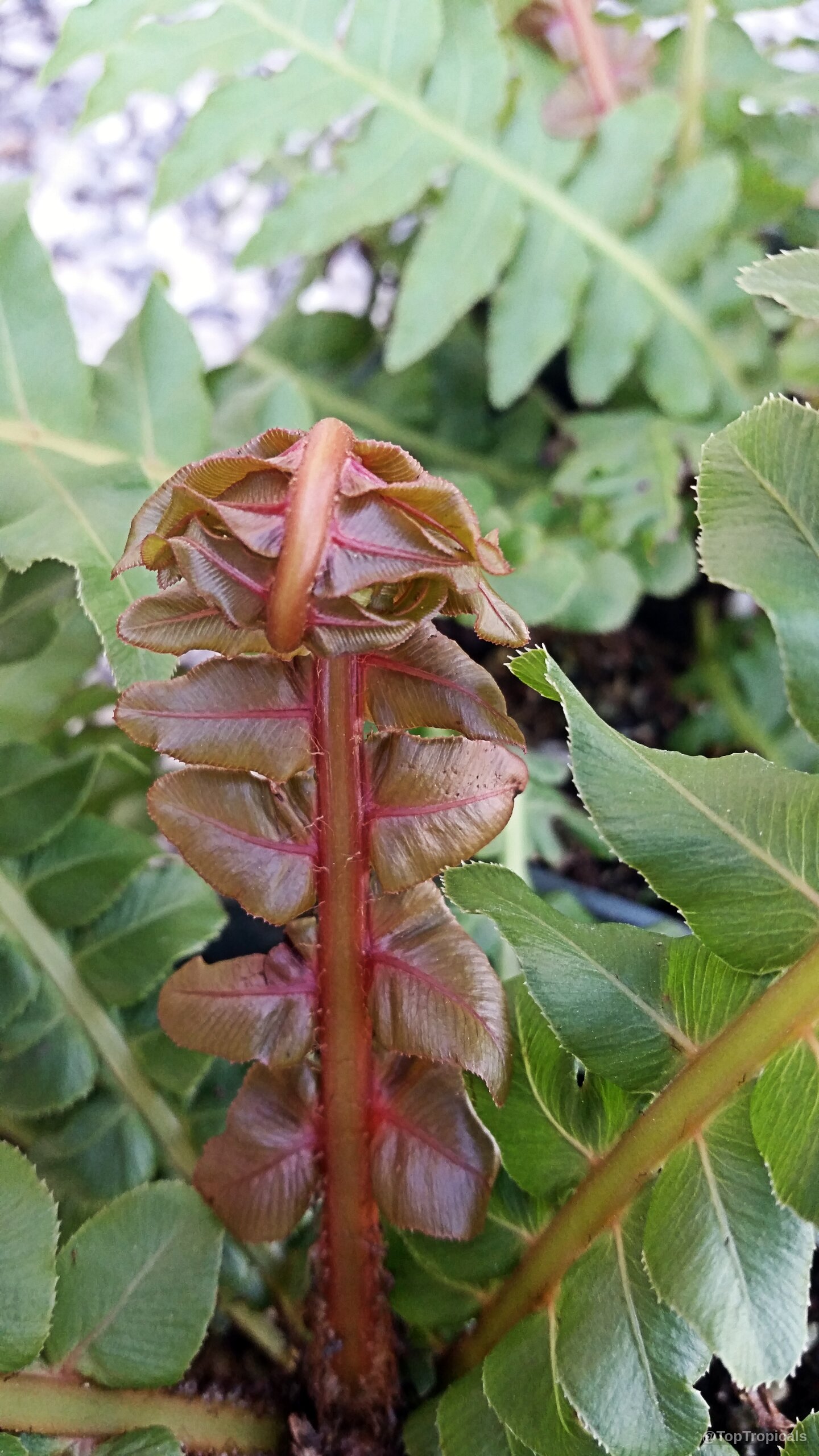 Blechnum moorei (Brazilian Tree Fern) with emerging foliage showing deep coppery red tones and veins. Blechnum moorei (Brazilian Tree Fern) with coppery red new growth leaves, close up.