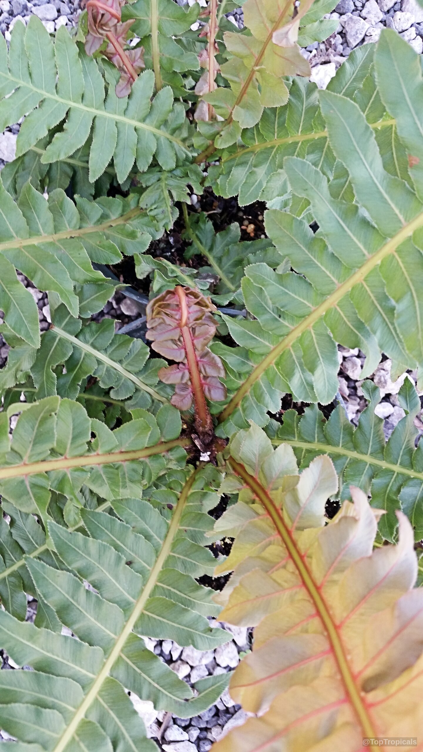 Blechnum moorei (Brazilian Tree Fern) with vibrant green leaves and bronze central stems visible above. Blechnum moorei (Brazilian Tree Fern) green and bronze leaves close up top view.