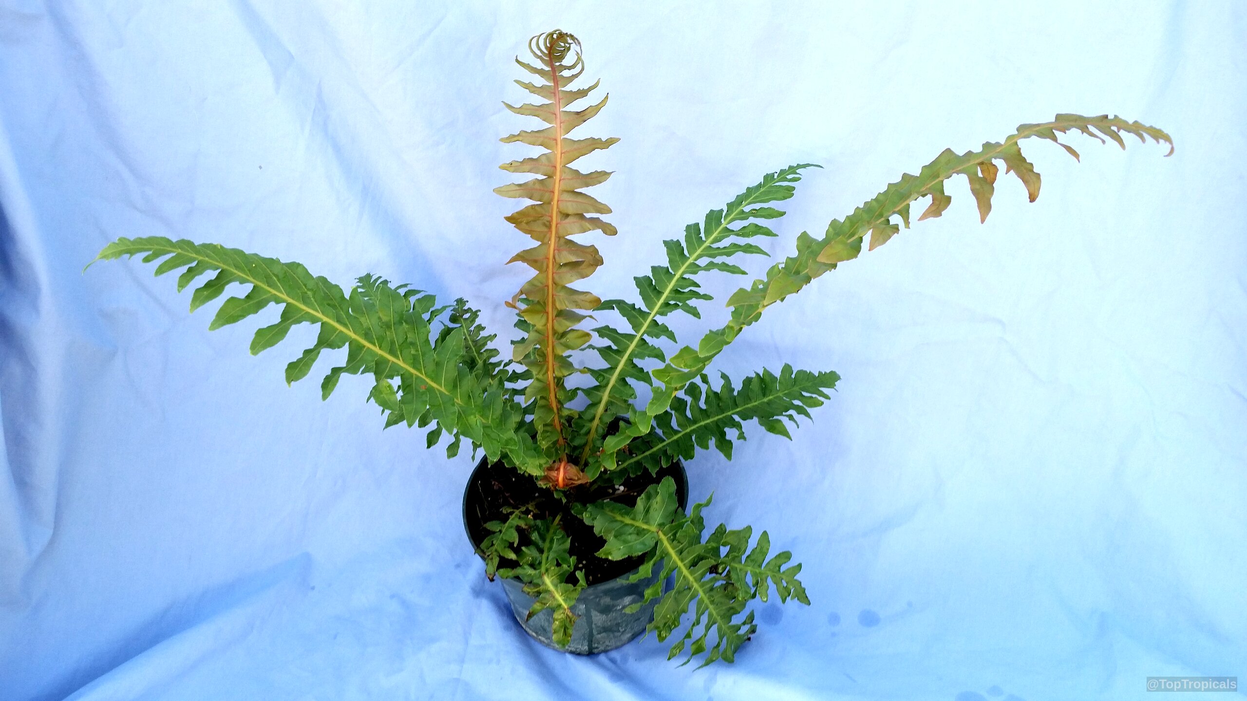 Blechnum moorei (Brazilian Tree Fern) with long slender fronds extending from a dark plastic pot. Blechnum moorei (Brazilian Tree Fern) green and bronze leaves in a plastic plant container.