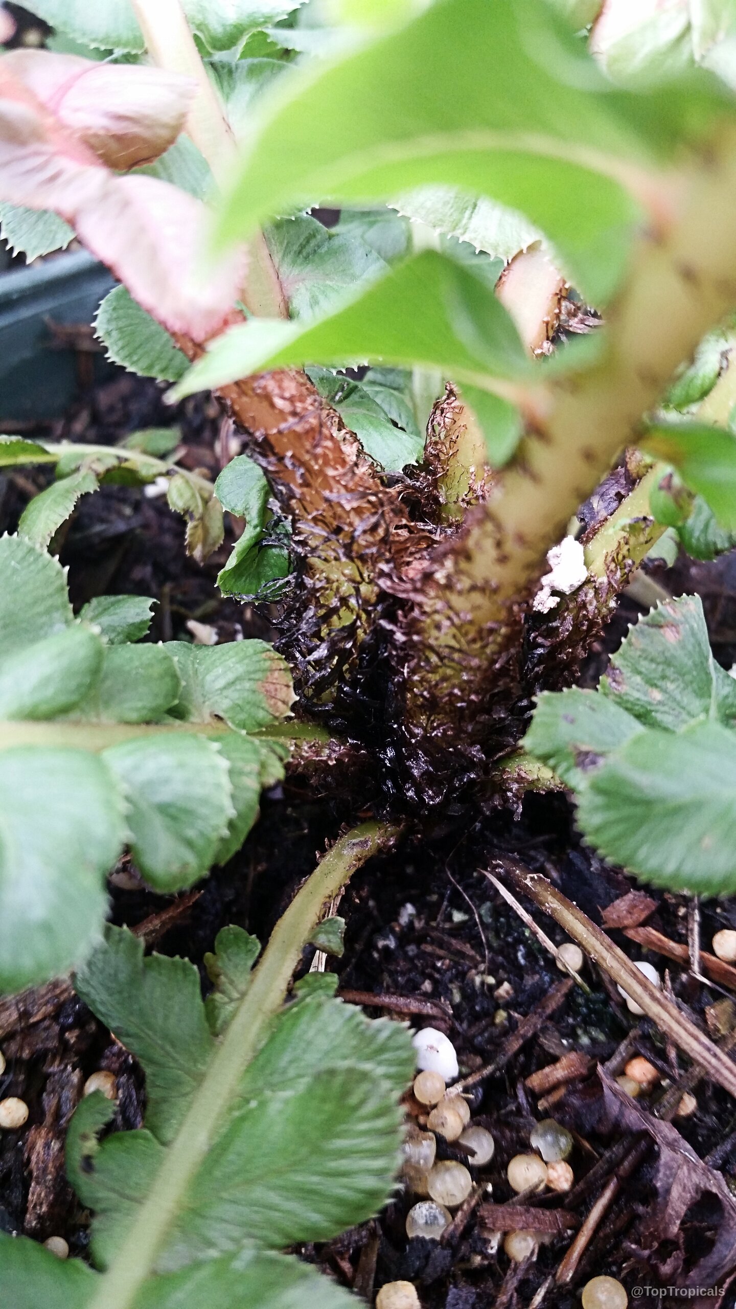 Blechnum moorei (Brazilian Tree Fern) showing textured brown stems and green leaves near the soil. Blechnum moorei (Brazilian Tree Fern) green leaves and brown stems in a close up.
