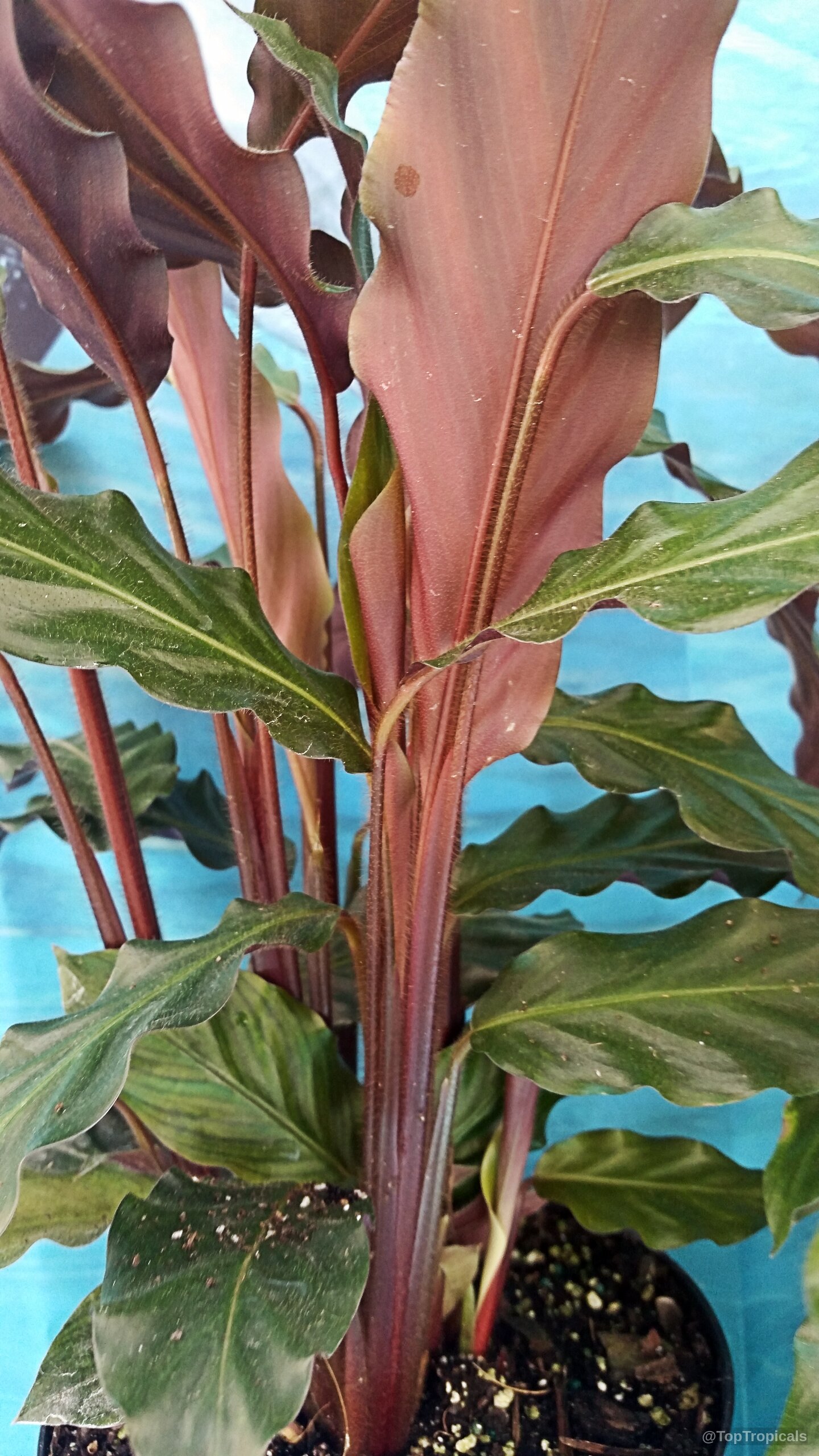 Calathea rufibarba (Velvet Calathea) plant displaying narrow wavy green leaves along with fuzzy burgundy stems. Calathea rufibarba (Velvet Calathea) plant with long green wavy leaves and deep purple stems.