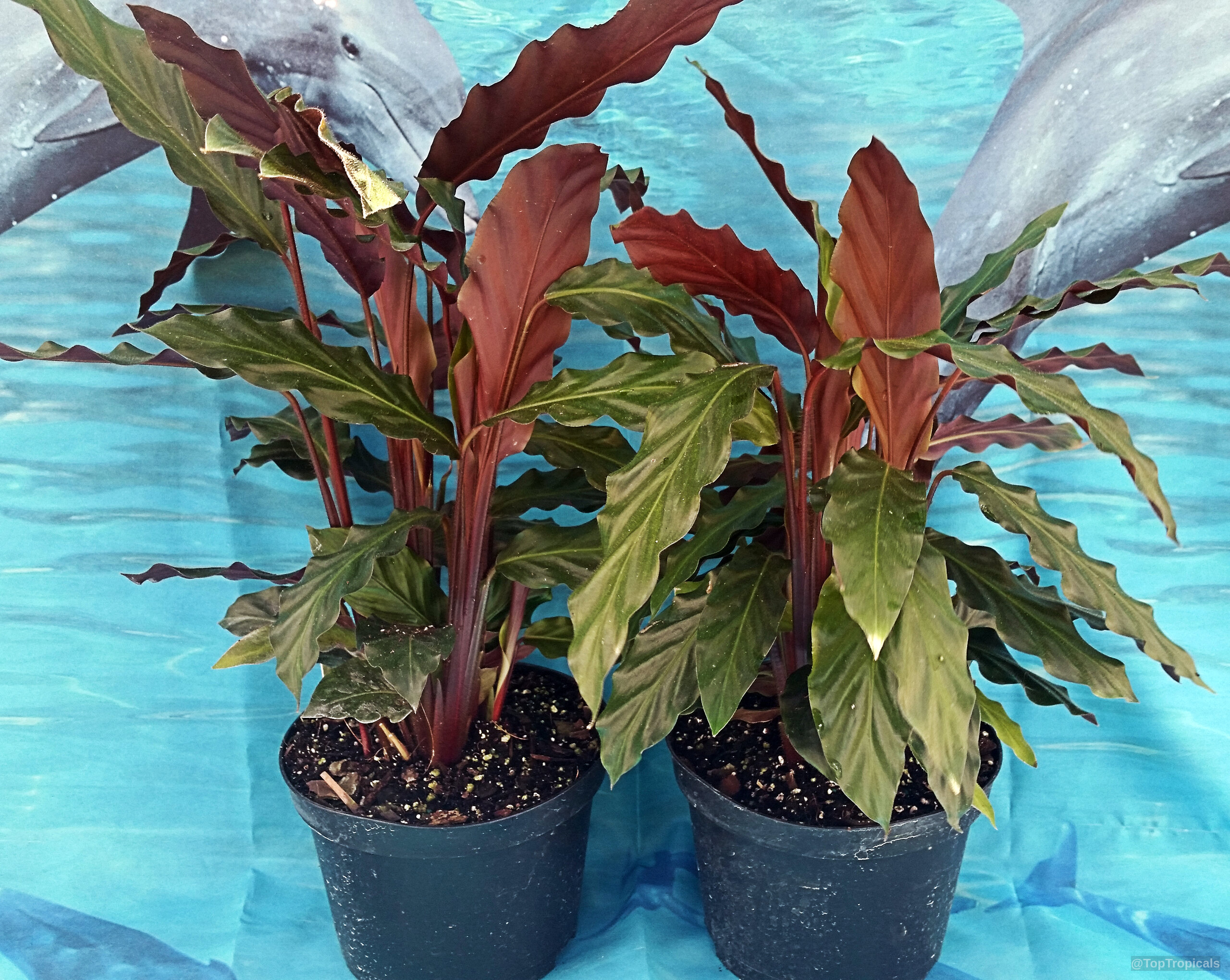 Calathea rufibarba (Velvet Calathea) potted plants with green foliage and dark red stem colorings. Calathea rufibarba (Velvet Calathea) plant with long narrow green leaves and deep red stems