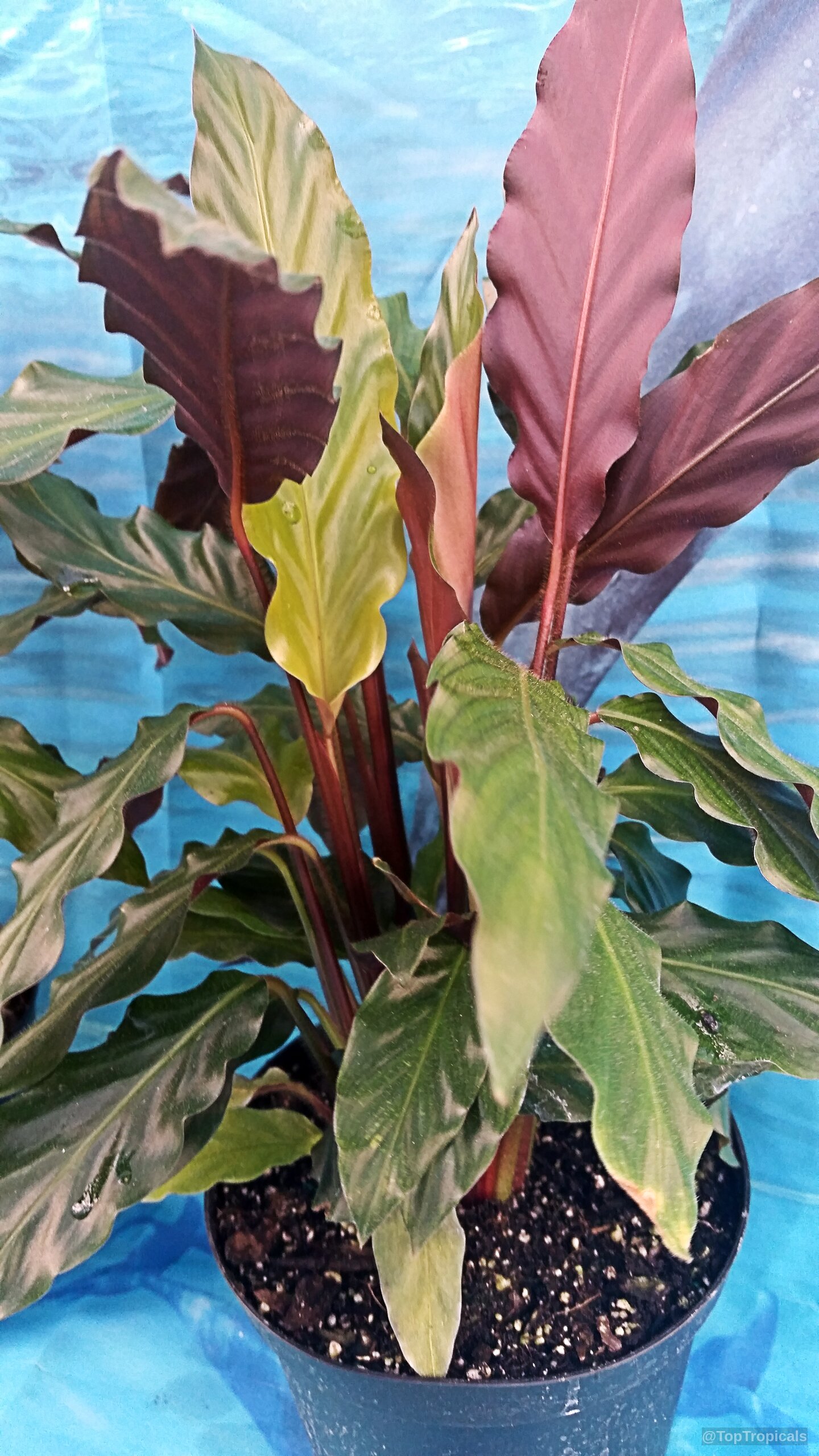Calathea rufibarba (Velvet Calathea) with wavy green foliage and dark purple undersides in a pot. Calathea rufibarba (Velvet Calathea) plant with long wavy green and deep purple leaves