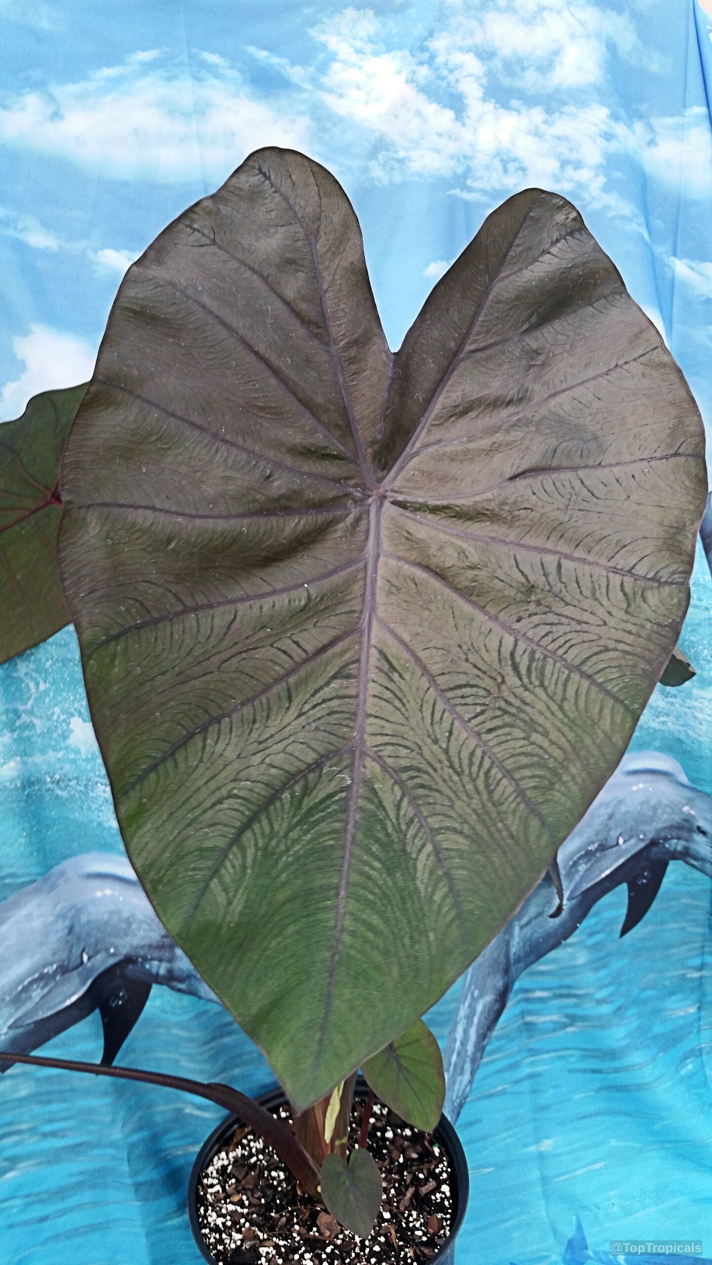 Colocasia esculenta (Black colocasia) large heart-shaped leaf with deep purple coloring and prominent veining Colocasia esculenta (Black colocasia) dark purple heart-shaped leaves close up of plant foliage
