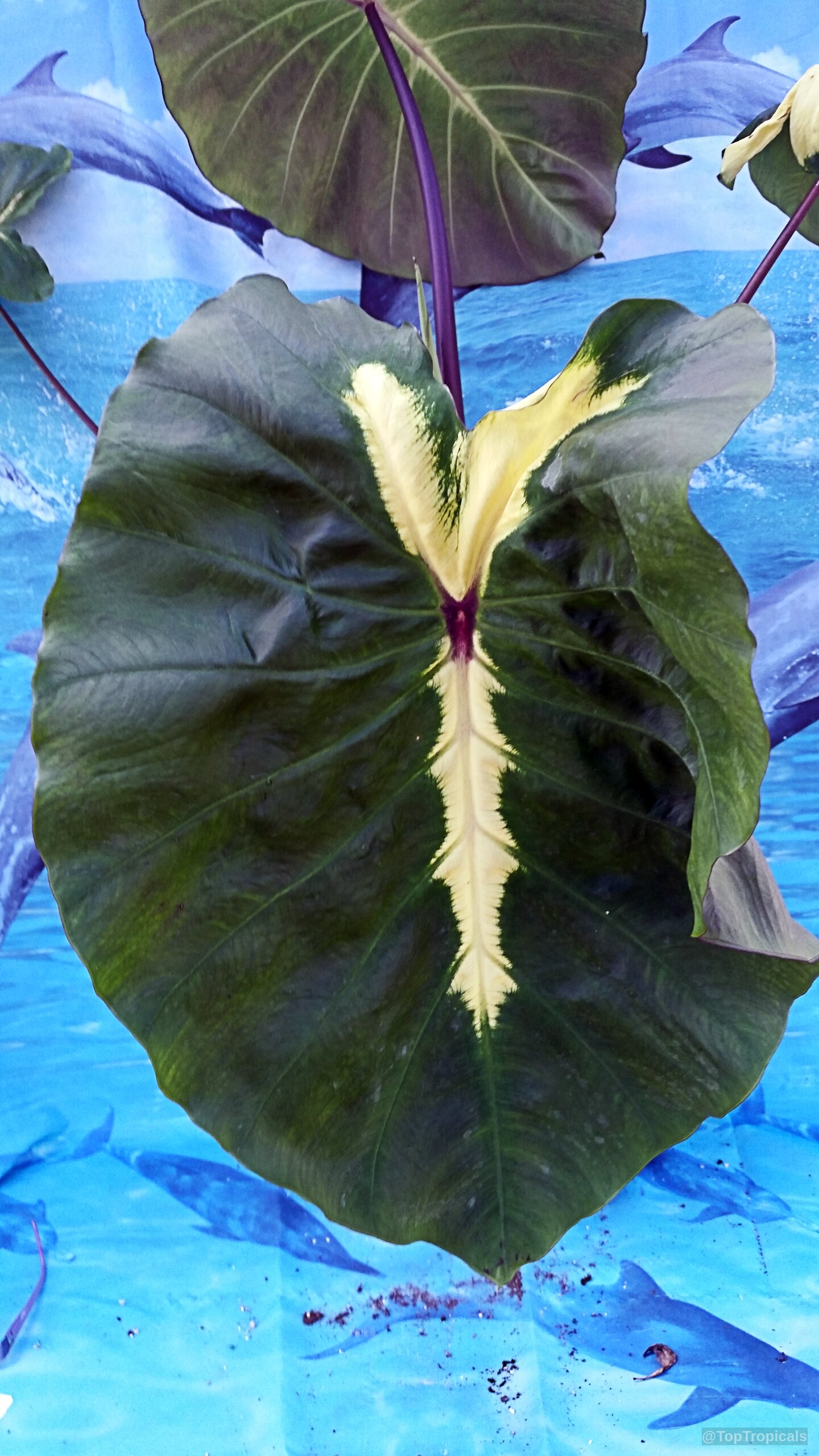 Colocasia esculenta (Colocasia 'White Lava') large heart-shaped leaf with white color along the midrib. Colocasia esculenta (Colocasia 'White Lava') green leaf with creamy white center close up