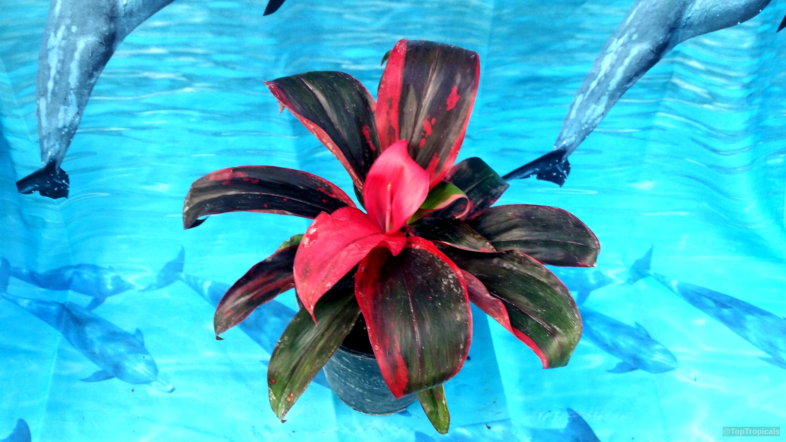 Cordyline fruticosa (Hawaiian Ti Leaf) with vibrant red and green foliage in a black container. Cordyline fruticosa (Hawaiian Ti Leaf) plant with deep red and green pointed glossy leaves