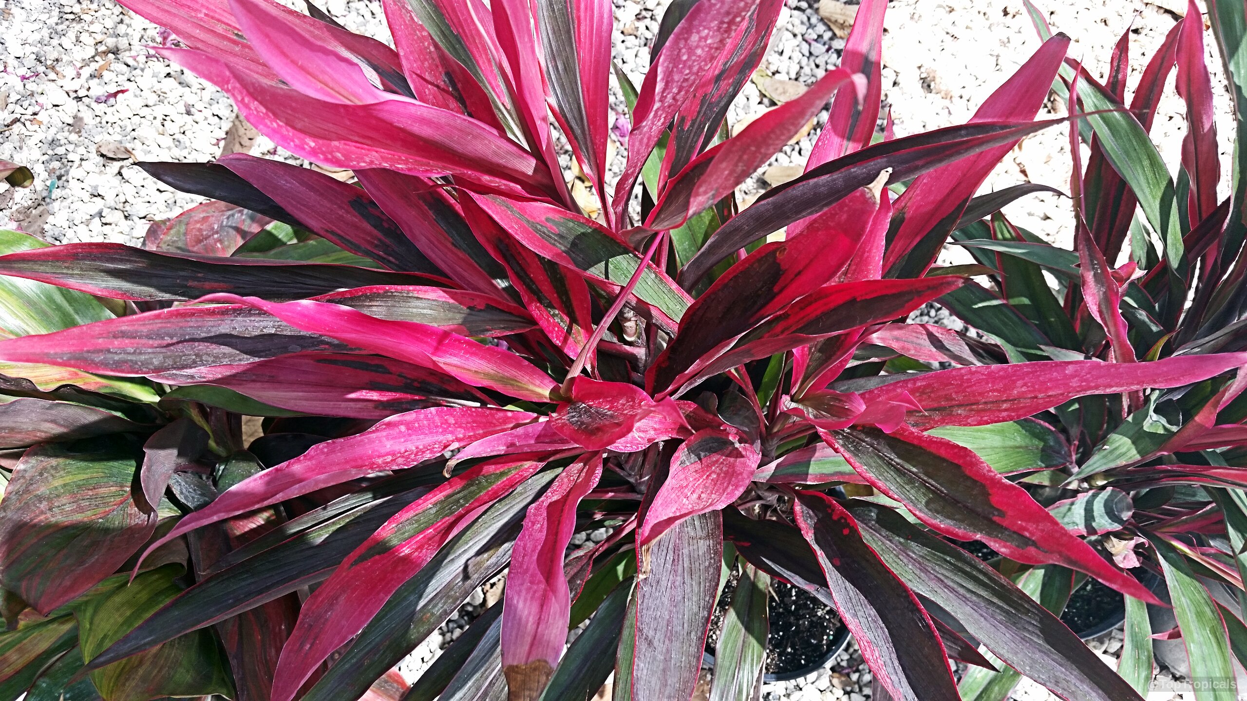 Cordyline fruticosa (Hawaiian Ti Leaf) plant with long narrow dark red and green leaves. Cordyline fruticosa (Hawaiian Ti Leaf) plant with long narrow dark red and green leaves.