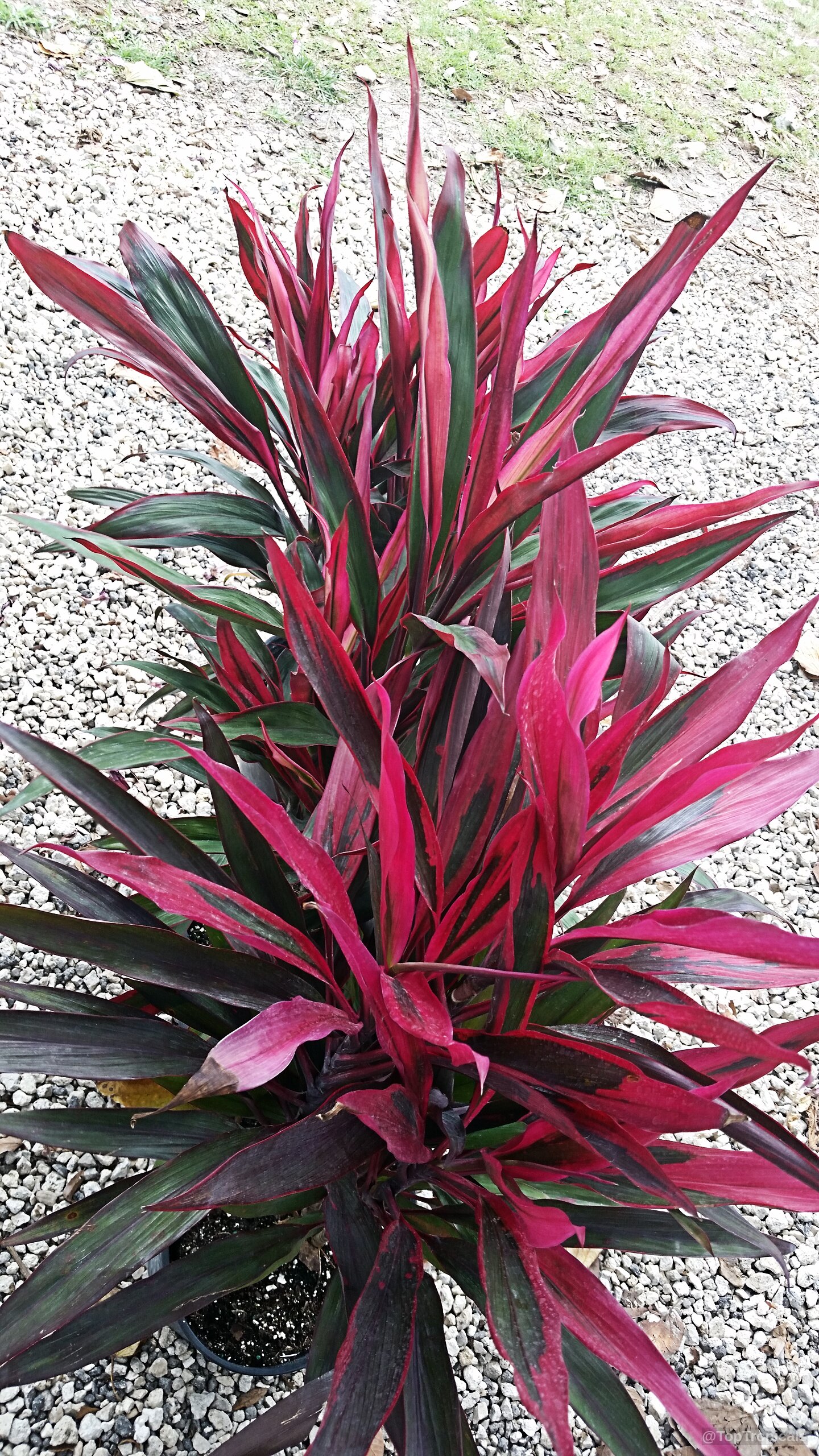Cordyline fruticosa (Hawaiian Ti Leaf) with narrow upright foliage in shades of pink and green. Cordyline fruticosa (Hawaiian Ti Leaf) plant with narrow pink and deep green variegated leaves.