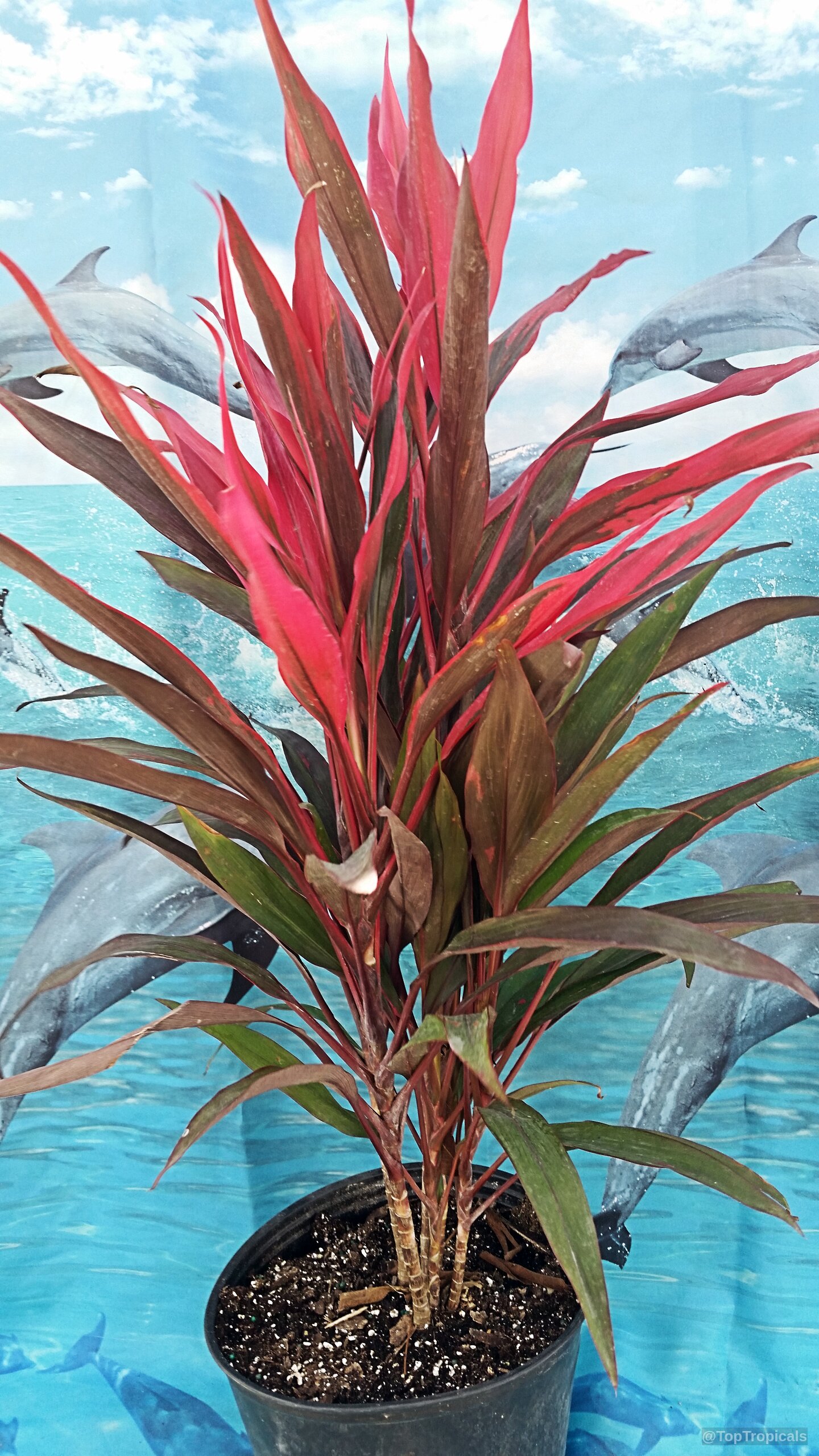 Cordyline fruticosa (Hawaiian Ti Leaf) with narrow leaves reaching upward from a dark container. Cordyline fruticosa (Hawaiian Ti Leaf) plant with narrow red and dark green upright leaves