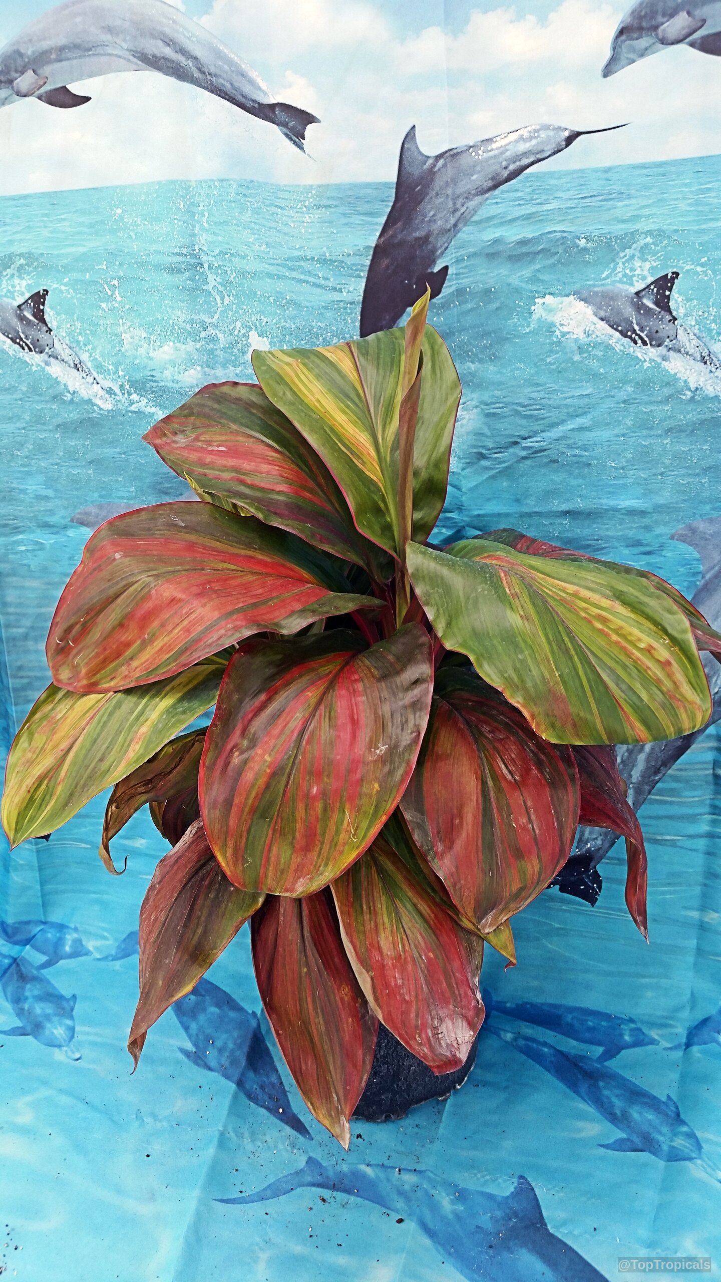 Cordyline fruticosa (Hawaiian Ti Leaf) with wide, colorful foliage pointing upward against a blue background. Cordyline fruticosa (Hawaiian Ti Leaf) plant with orange, red, and yellow variegated leaves.