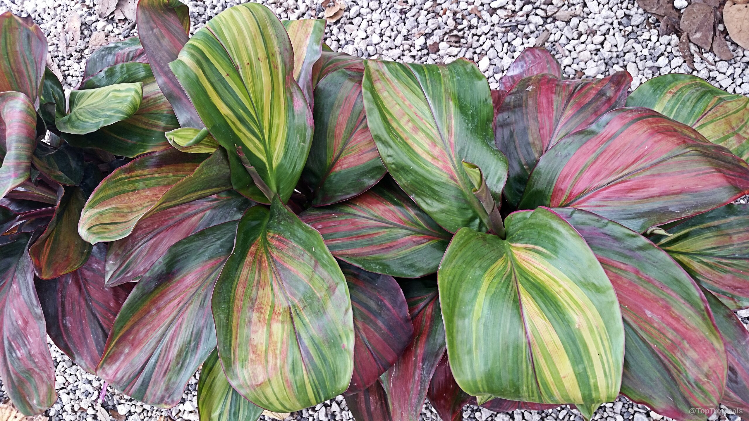 Cordyline fruticosa (Hawaiian Ti Leaf) foliage with streaks of red, yellow, and deep green. Cordyline fruticosa (Hawaiian Ti Leaf) plant with red, yellow, and green foliage leaves