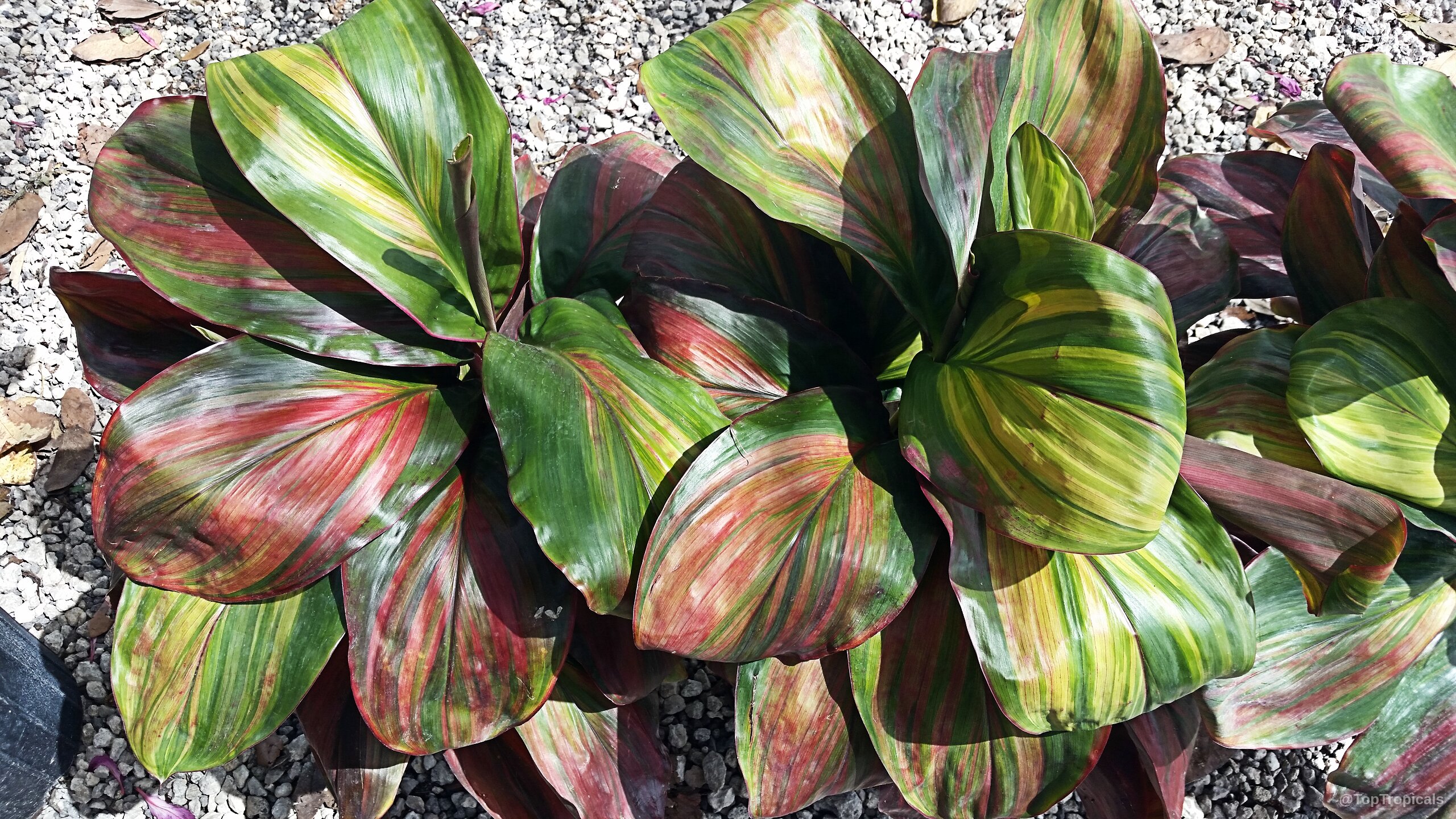 Cordyline fruticosa (Hawaiian Ti Leaf) foliage showing mix of deep red, sunny yellow, and green. Cordyline fruticosa (Hawaiian Ti Leaf) plant with red, yellow, and green variegated leaves.