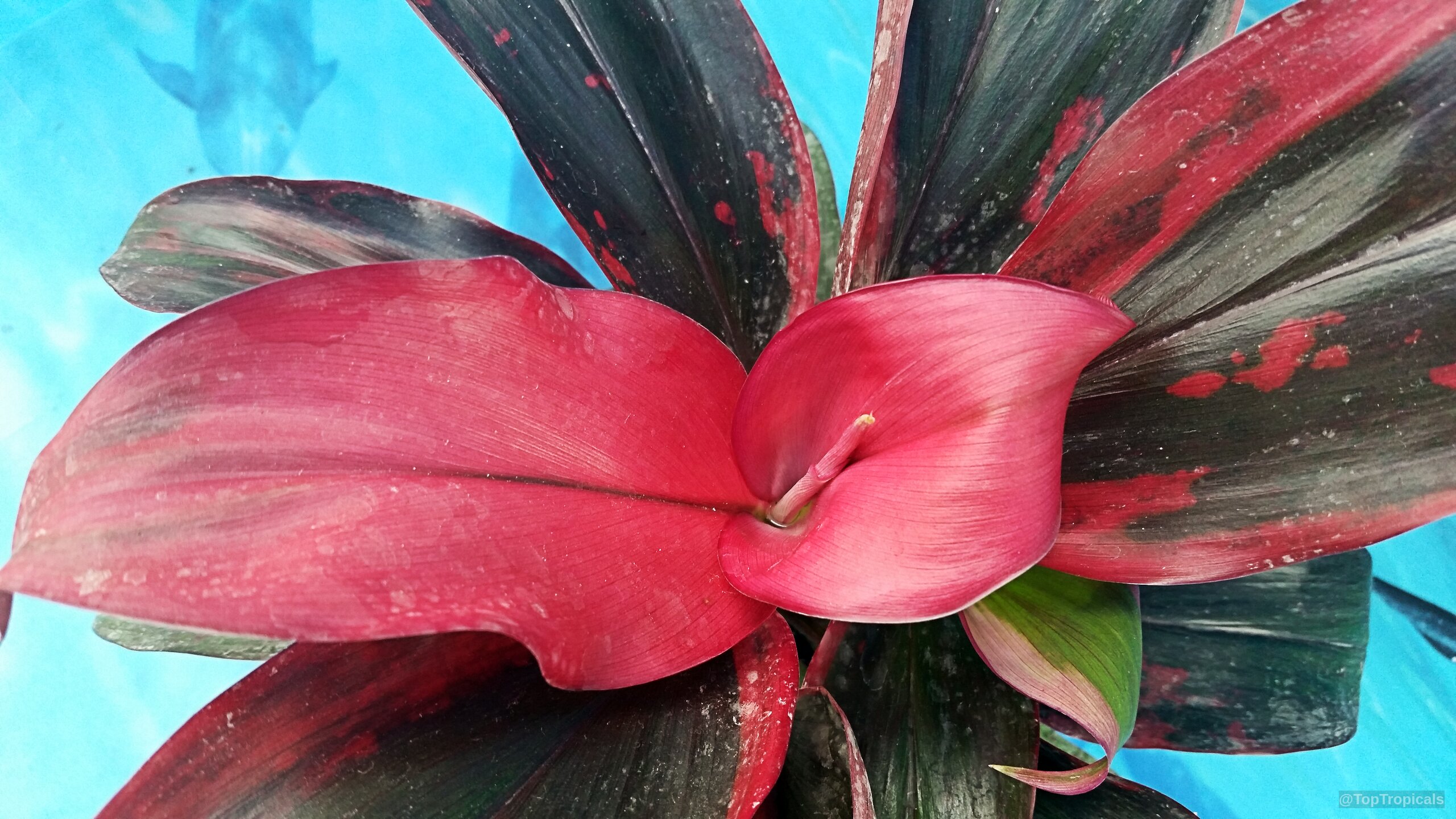 Cordyline fruticosa (Hawaiian Ti Leaf) leaves showing vivid red and dark green color variation. Cordyline fruticosa (Hawaiian Ti Leaf) plant, vibrant red and dark green leaves close up.