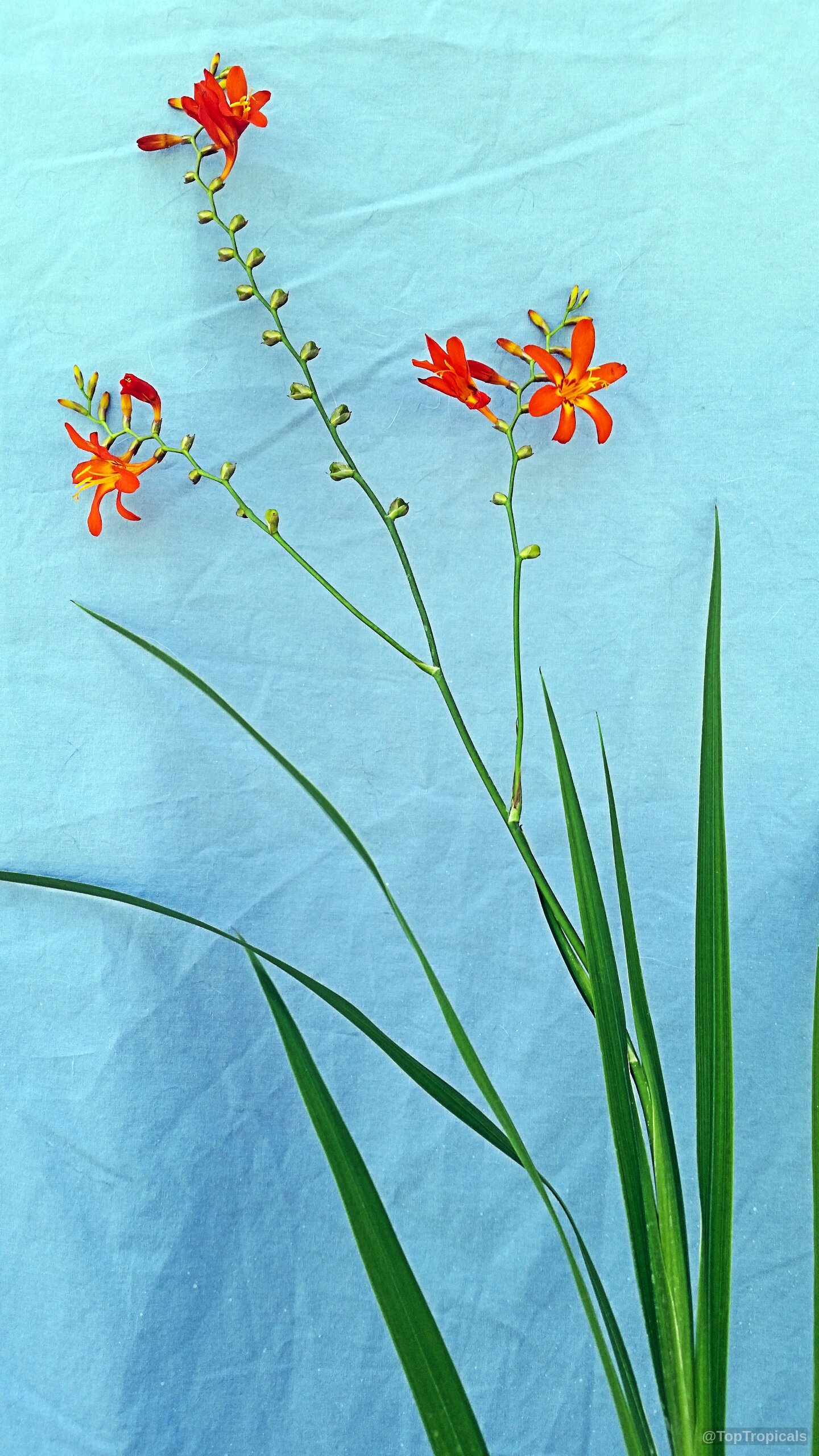Crocosmia sp. (Coppertips) orange flower rising on tall green stems against a light blue background. Crocosmia sp. (Coppertips) orange flower on green stems, close up on light blue background.