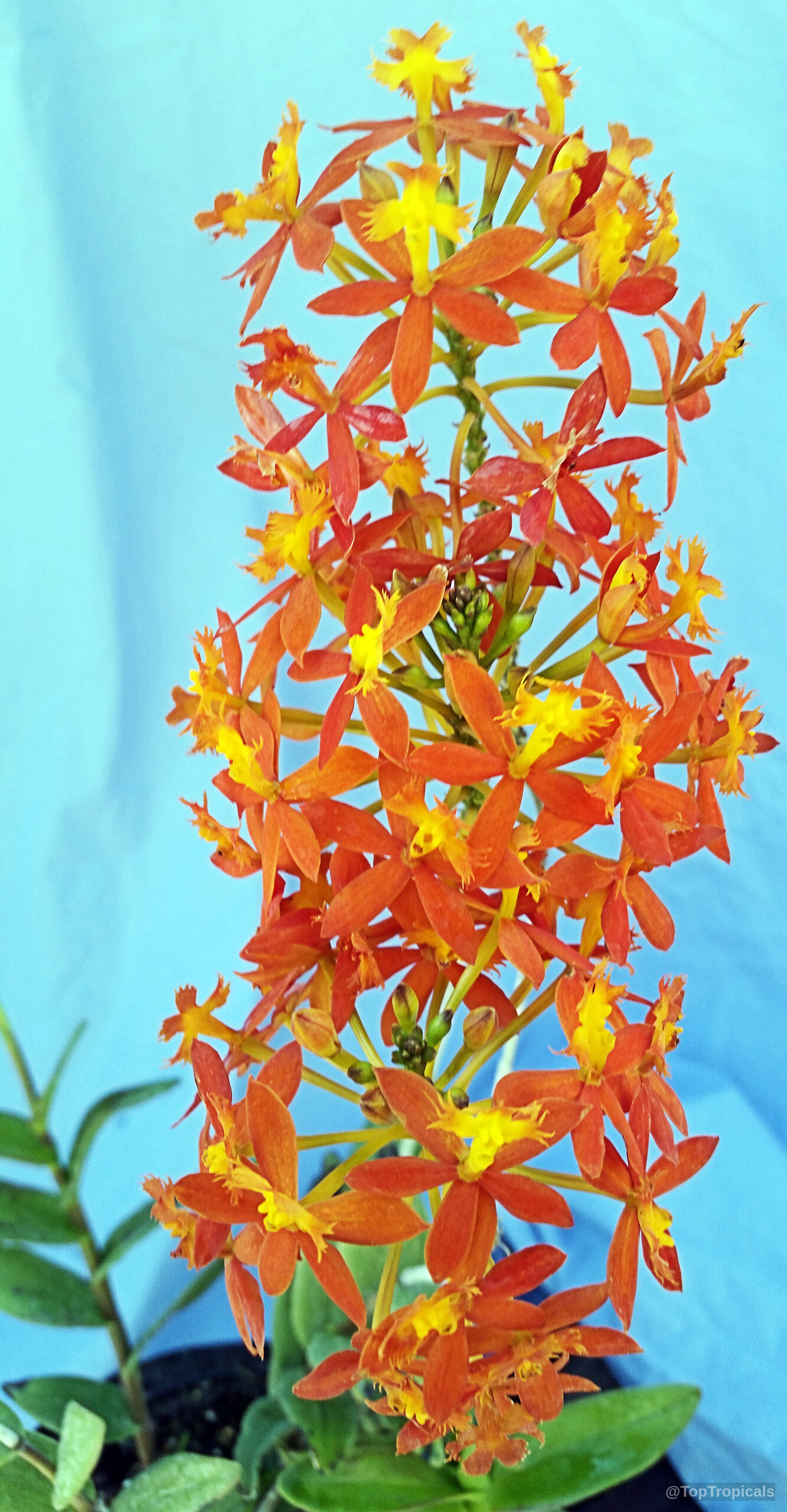 Epidendrum sp. (Reed Orchid) orange flower cluster standing out against a light blue background. Epidendrum sp. (Reed Orchid) with orange flower cluster in a close up view.