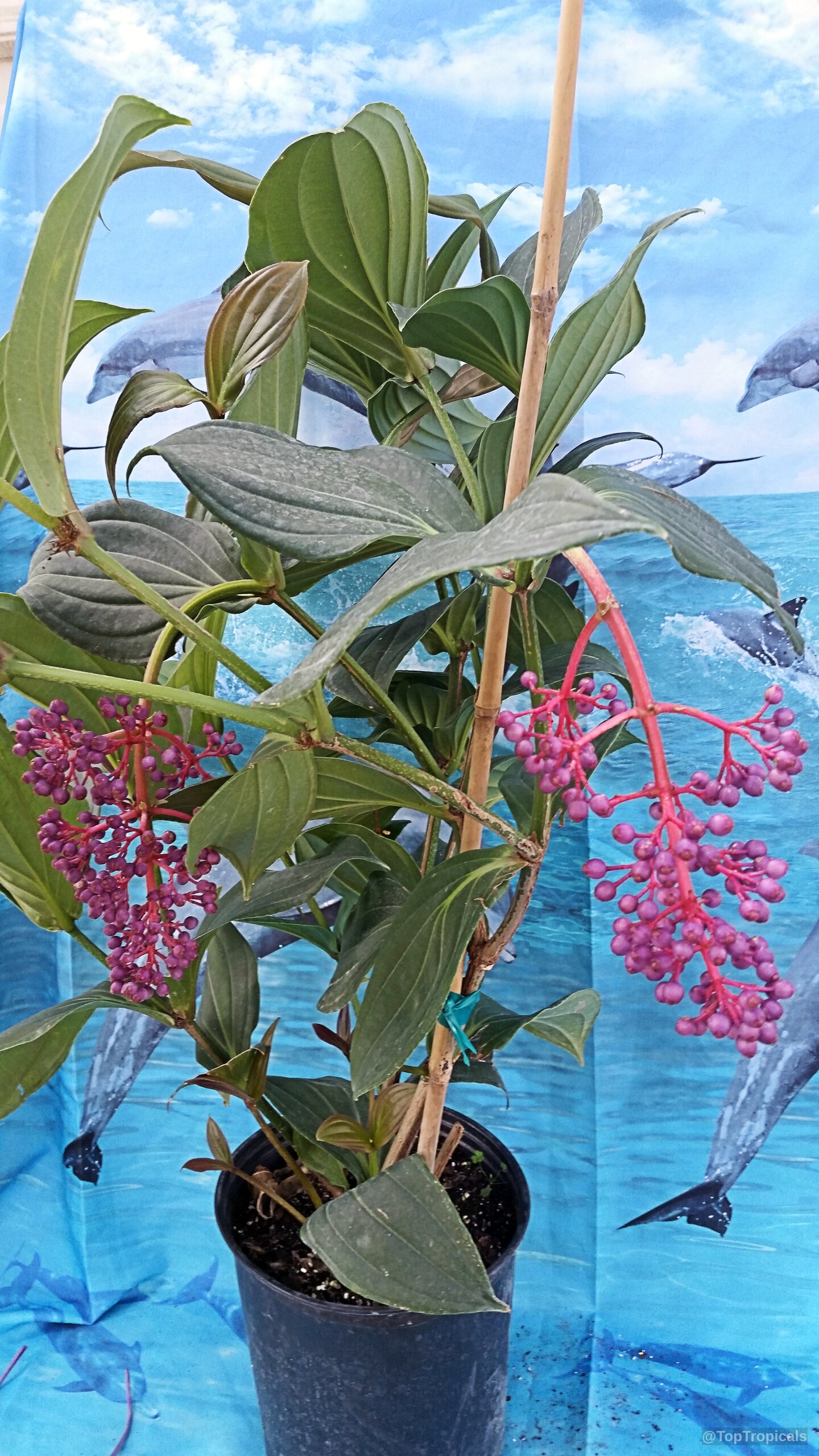 Medinilla cumingii (Chandelier Tree) with drooping pink fruit clusters in a black nursery pot. Medinilla cumingii (Chandelier Tree) with pink fruit hanging from a green plant in a pot.