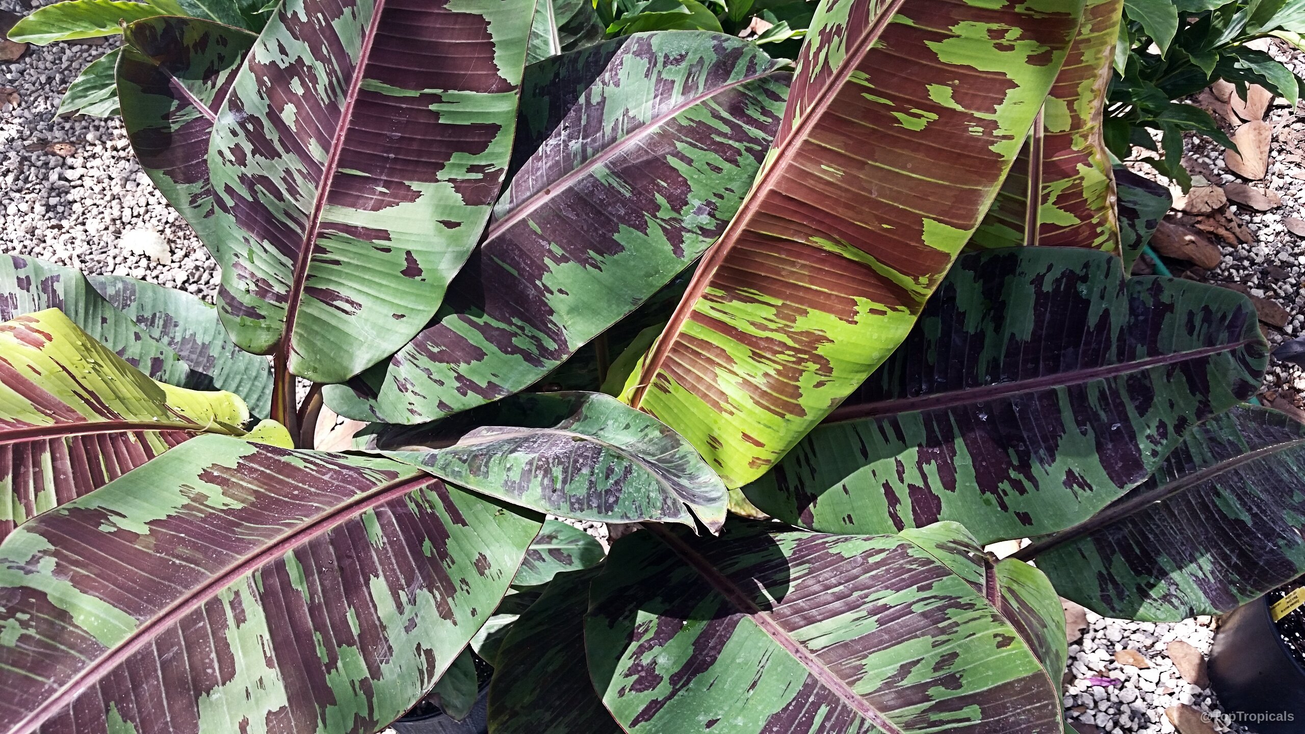 Musa sumatrana (Blood Leaf Banana) leaves marked with distinct dark purple patches on green foliage. Musa sumatrana (Blood Leaf Banana) green leaves with dark purple splotches close up.