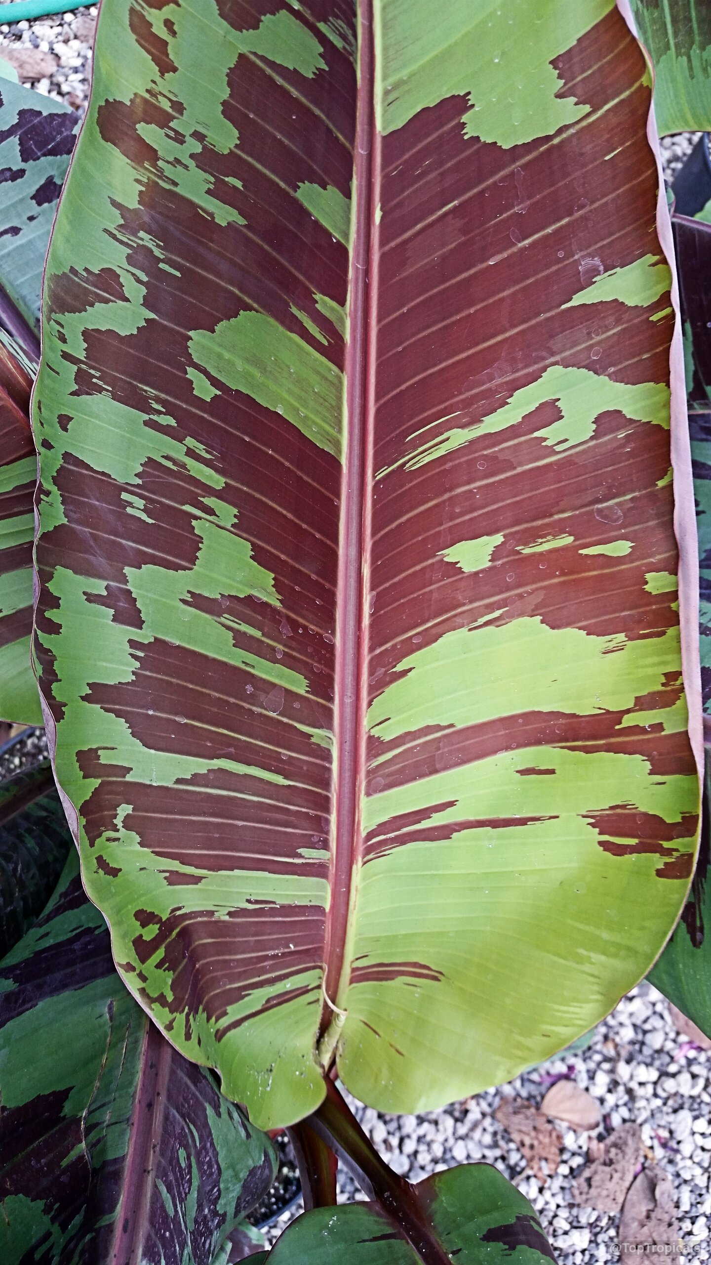 Musa sumatrana (Blood Leaf Banana) leaf with distinct green and maroon color markings on surface. Musa sumatrana (Blood Leaf Banana) with green and maroon leaves in a close up.