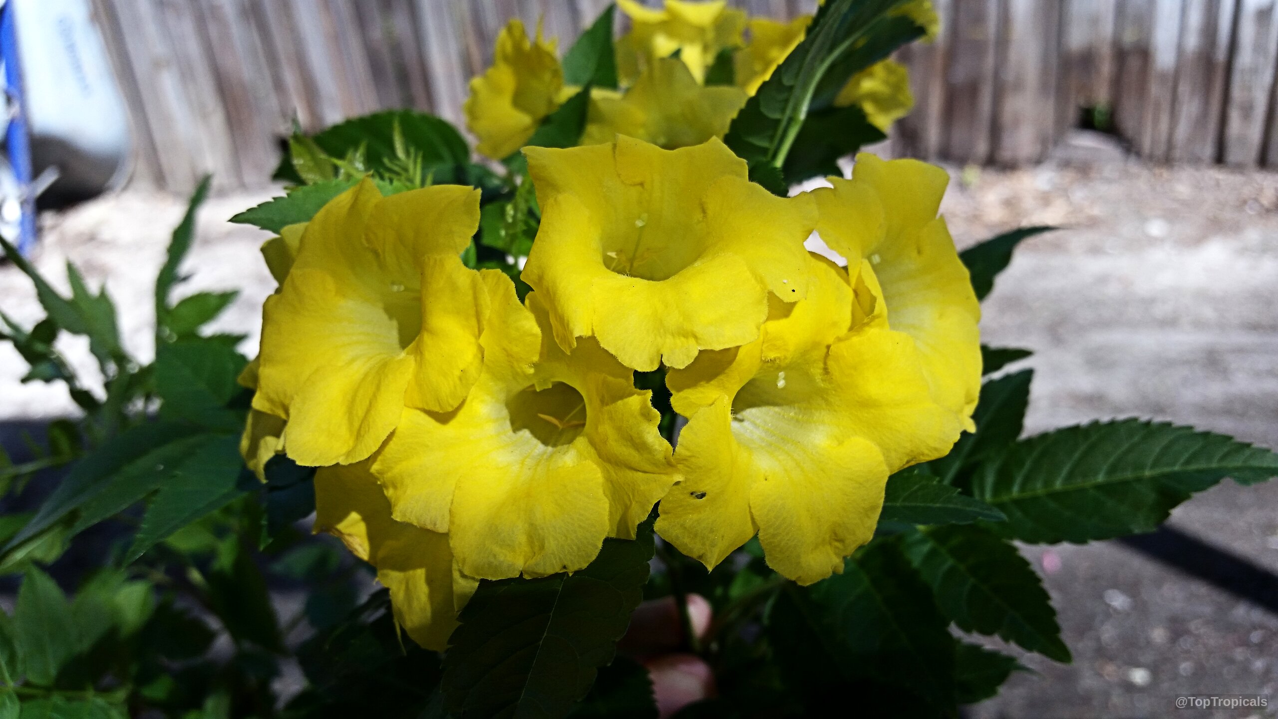 Tecoma sp. (Tecoma Lydia) 'Lydia' yellow flower cluster growing among deep green serrated foliage. Tecoma sp. (Tecoma Lydia) 'Lydia' bright yellow flower cluster close up on green leaves