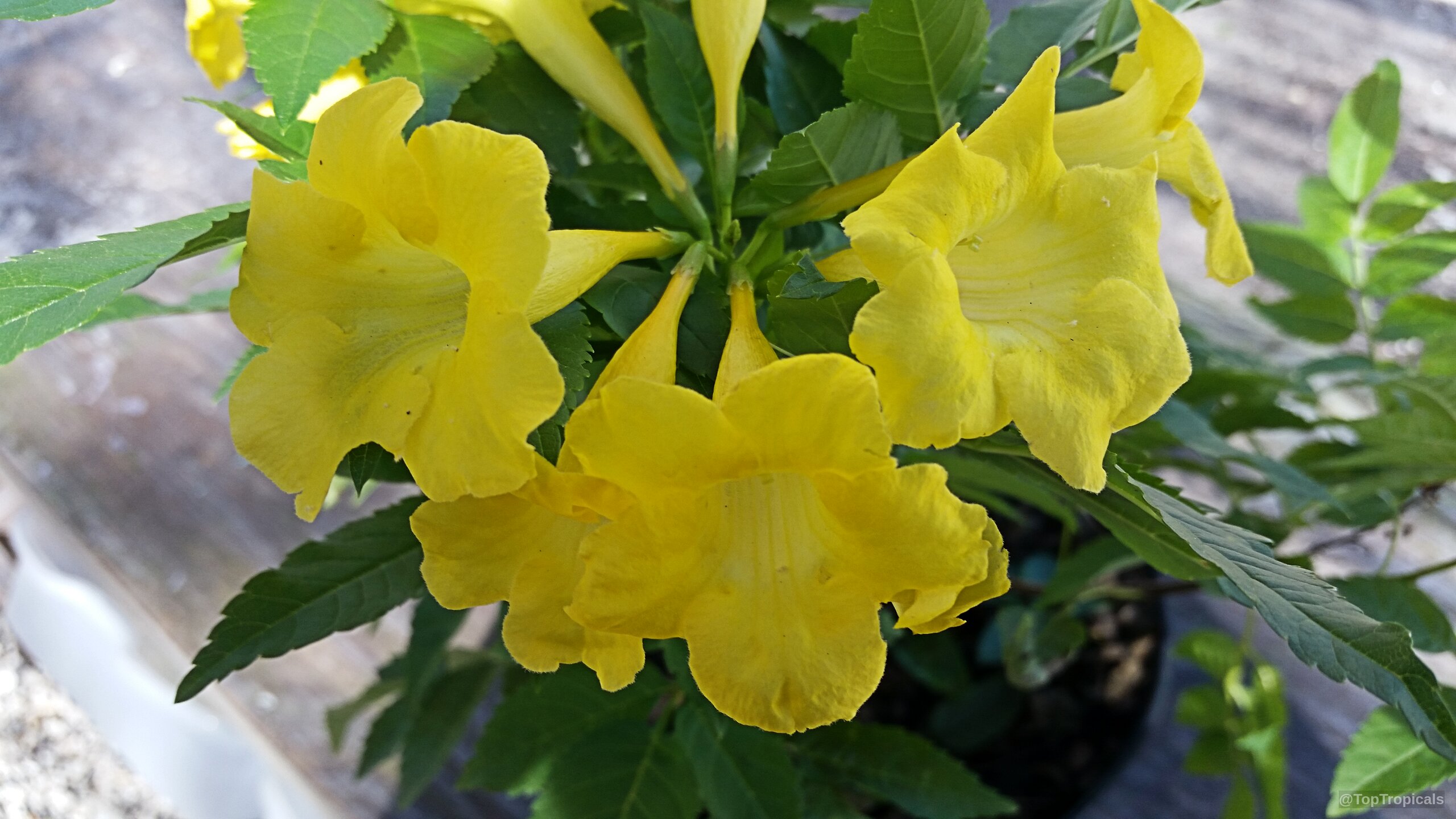 Tecoma sp. (Tecoma Lydia) 'Lydia' flower cluster with vibrant trumpet shaped petals and serrated leaves. Tecoma sp. (Tecoma Lydia) 'Lydia' yellow trumpet flower cluster close up
