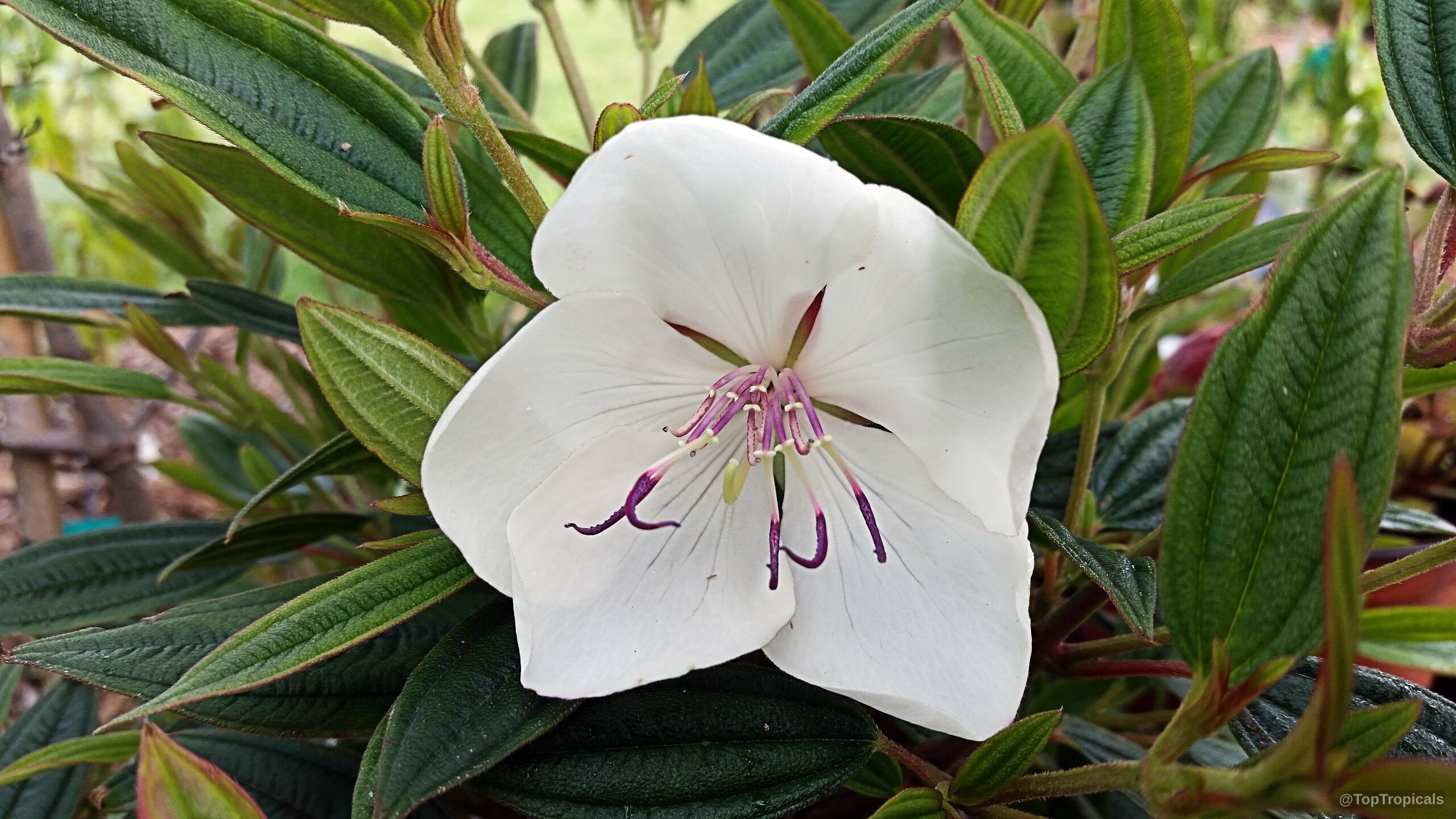 Tibouchina 'Peace Baby' (Tibouchina) white flower with purple stamens nestled among textured dark green leaves. Tibouchina 'Peace Baby' (Tibouchina) white flower close up with purple stamens and green leaves