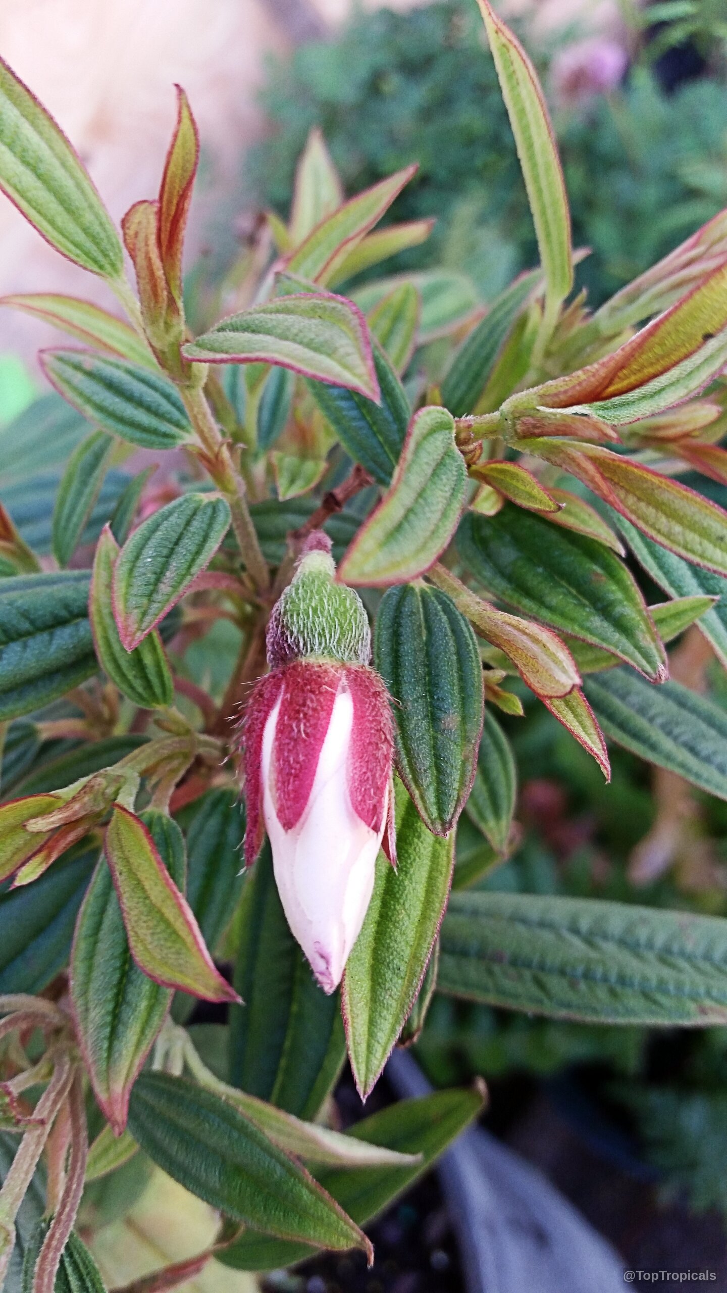 Tibouchina sp. (Tibouchina 'Peace Baby') flower bud emerging amidst pointed green leaves with red edges. Tibouchina sp. (Tibouchina 'Peace Baby') pink flower bud close up on green fuzzy leaves.