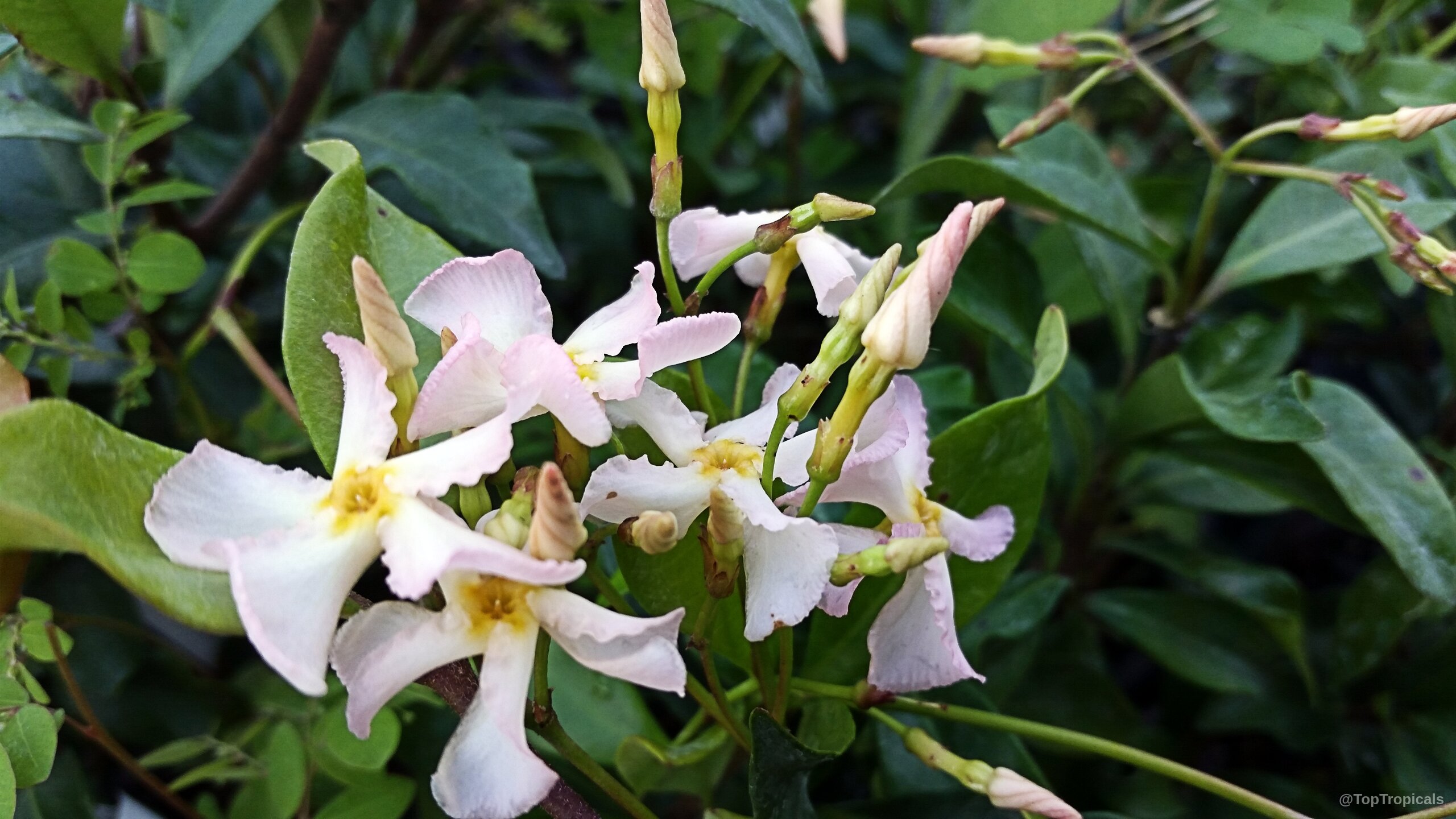 Trachelospermum asiaticum (Asian Jasmine) clusters of light pink petals with yellow centers among green foliage Trachelospermum asiaticum (Asian Jasmine) light pink flower close up on green leaves