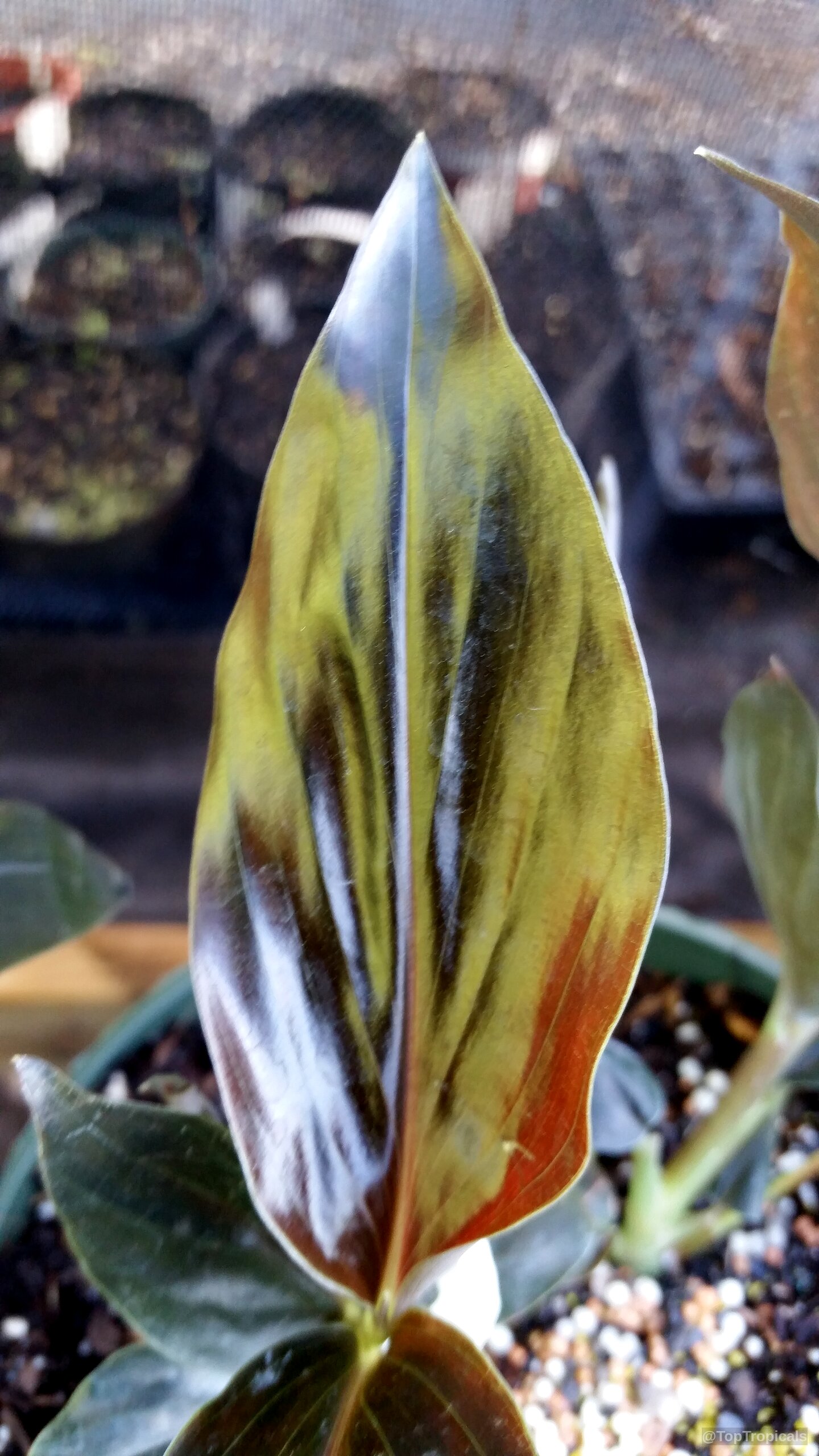 Zingiber malaysianum (Black Ginger) leaf displaying deep brown and metallic olive green tones on a plant. Zingiber malaysianum (Black Ginger) leaf with deep brown and metallic olive green colors close up.