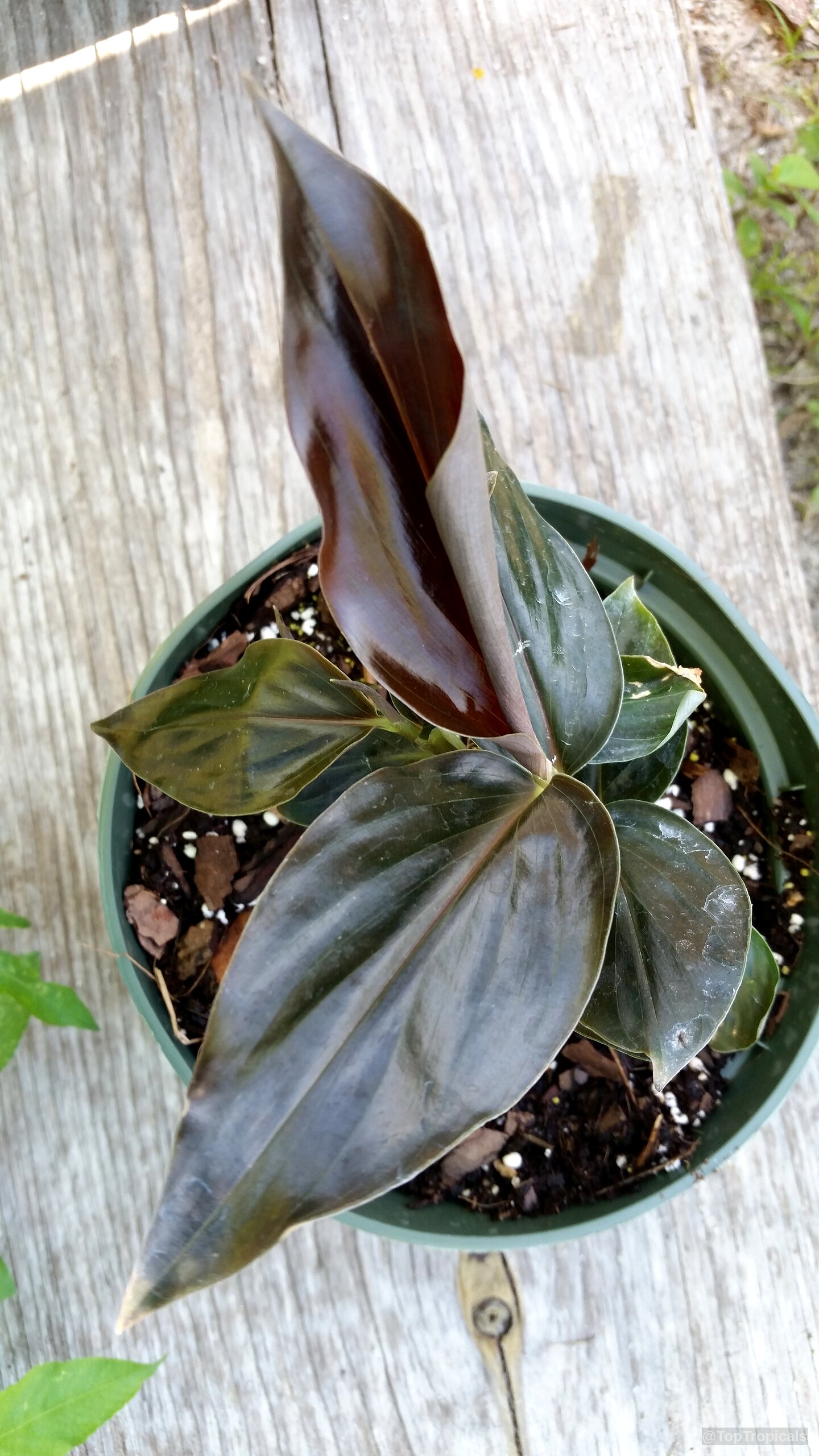 Zingiber malaysianum (Black Ginger) with upright leaves growing from a dark plastic nursery pot. Zingiber malaysianum (Black Ginger) plant with dark purple and green leaves in a container.