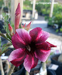 Desert Rose (Adenium) Moung Sakda, Grafted

Click to see full-size image