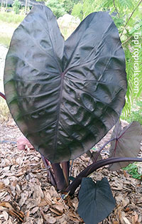 Colocasia esculenta , Black colocasia, Black Magic, Taro, Black Elephant Ear, Malanga Amarillo, Dasheen. Colocasia esculenta 'Diamond Head' is deeper black in full sun