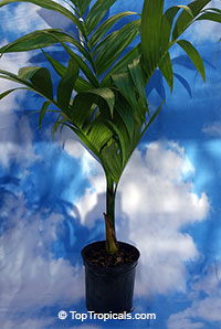Areca catechu, Areca triandra, Areca Palm, Betel Nut , Bunga, Pinang

Click to see full-size image