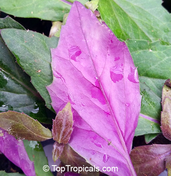 Gynura crepioides - Okinawa Spinach (Purple)