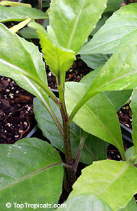 Gynura procubens - Longevity Spinach

Click to see full-size image