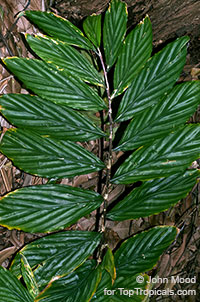 Zingiber collinsii, Ginger Silver Streaks

Click to see full-size image