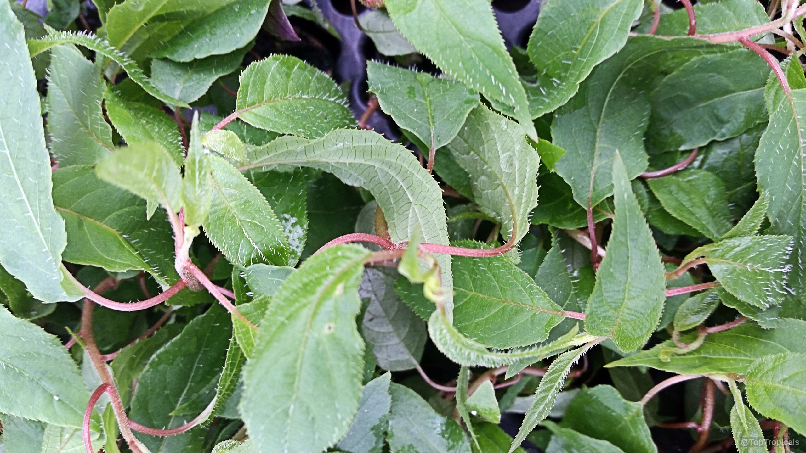 Actinidia arguta (Hardy Kiwifruit) green leaves with thin pink stems and small fine white hairs. Actinidia arguta (Hardy Kiwifruit) green leaves close up with thin pink stems and fine hairs.