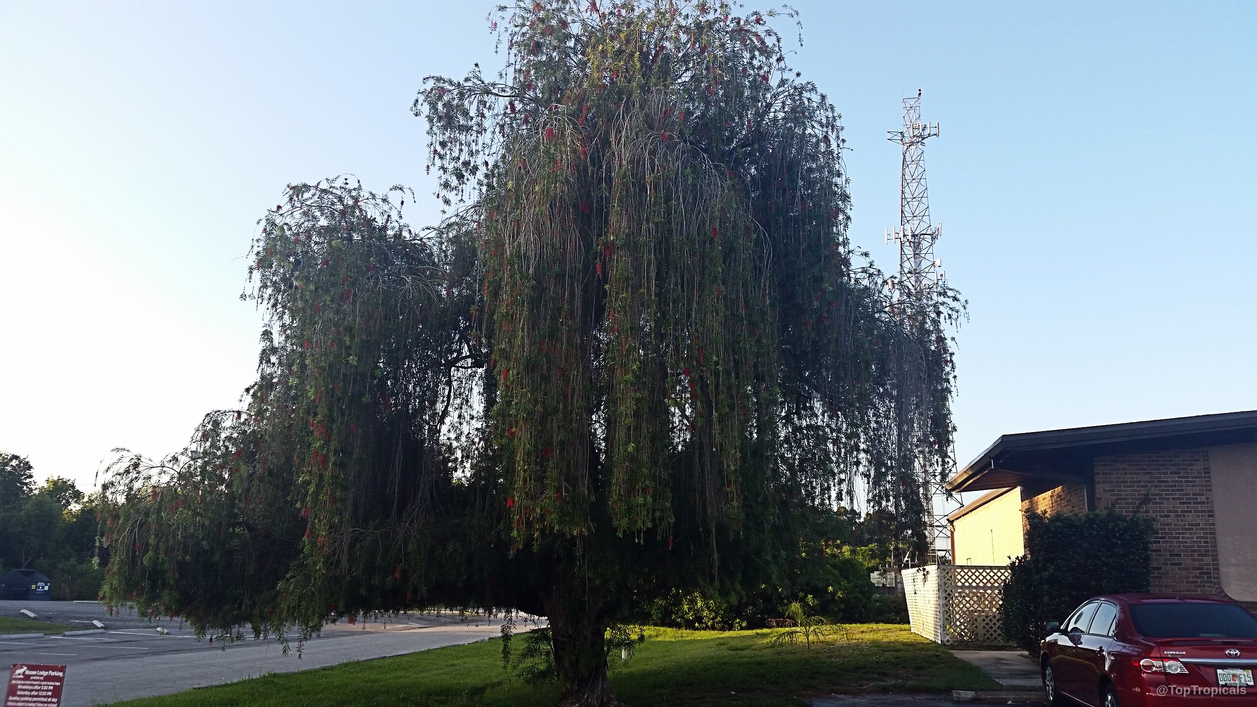 Callistemon viminalis (Bottlebrush) tree with many pendulous branches holding deep red brush-like flowers. Callistemon viminalis (Bottlebrush) tree with cascading green leaves and red cylinder flowers.