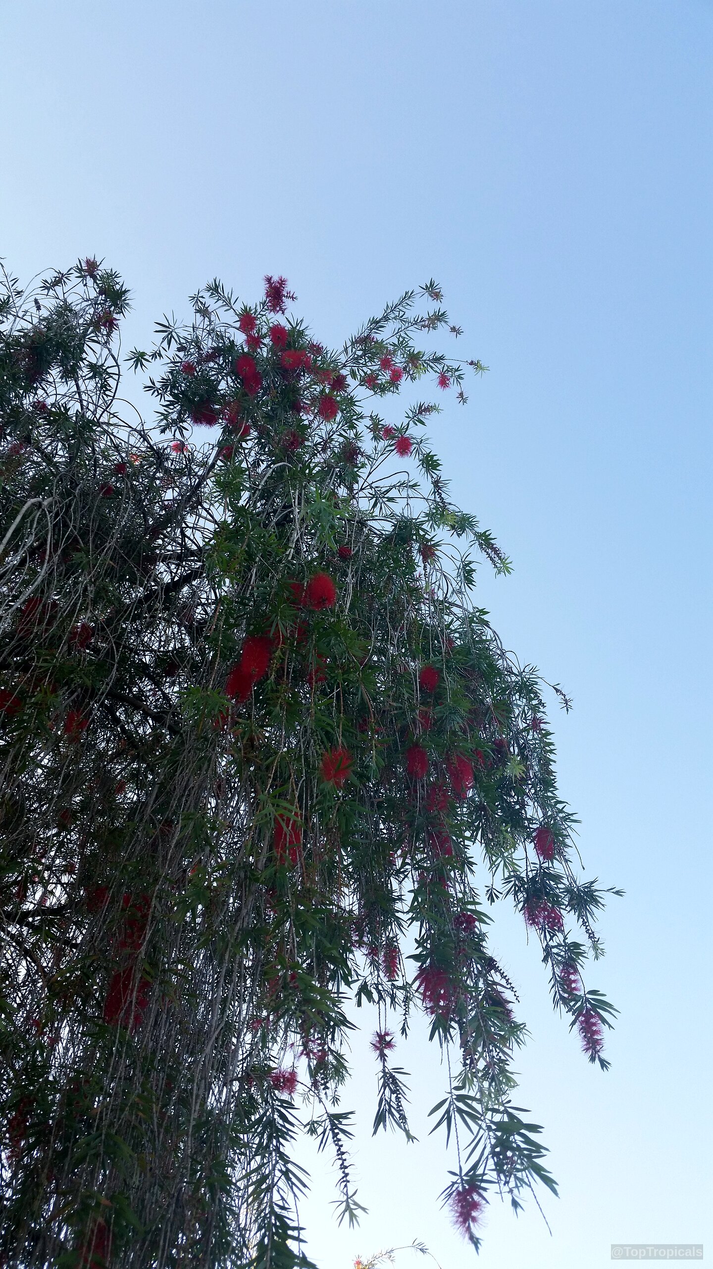 Callistemon viminalis (Bottlebrush) tree covered in dangling red cylindrical flowers against a clear blue sky. Callistemon viminalis (Bottlebrush) tree with red cylindrical flowers and long green hanging narrow leaves.