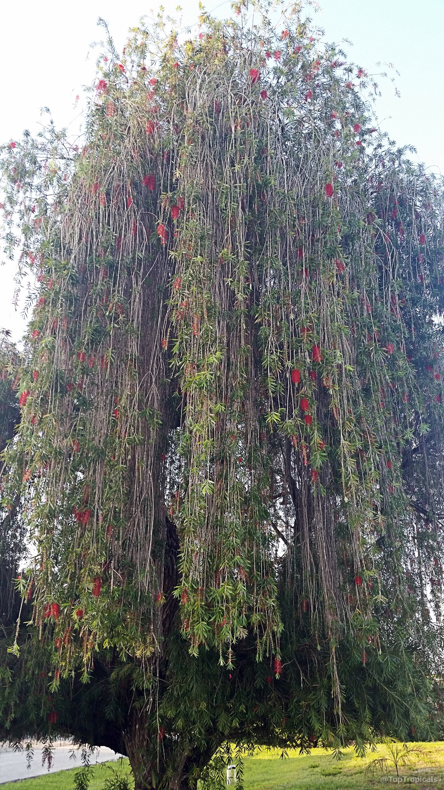 Callistemon viminalis (Bottlebrush) tree with many drooping branches covered in spikes of red flowers. Callistemon viminalis (Bottlebrush) tree with slender weeping branches and vibrant red flower spikes.