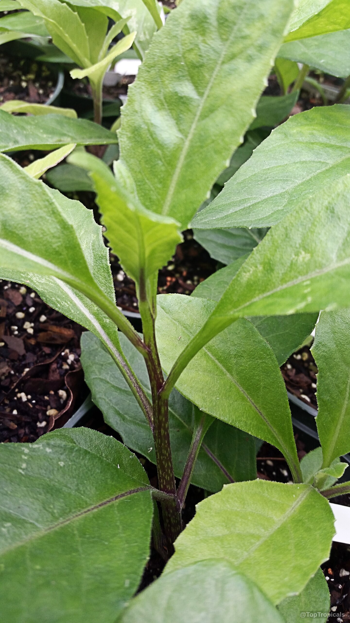Gynura procumbens (Alakaline Herb) with bright green foliage and purple colored stems in a small pot. Gynura procumbens (Alakaline Herb) with vibrant green leaves and purple stems in a plant pot