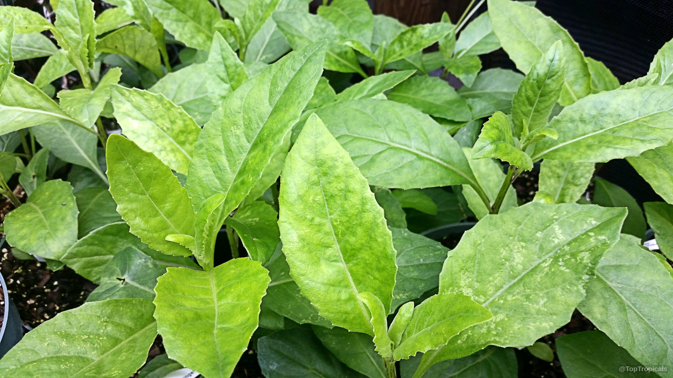 Gynura procumbens (Alakaline Herb) with serrated foliage covering the soil surface in a black container Gynura procumbens (Alakaline Herb) vibrant light green plant with many broad oval serrated leaves