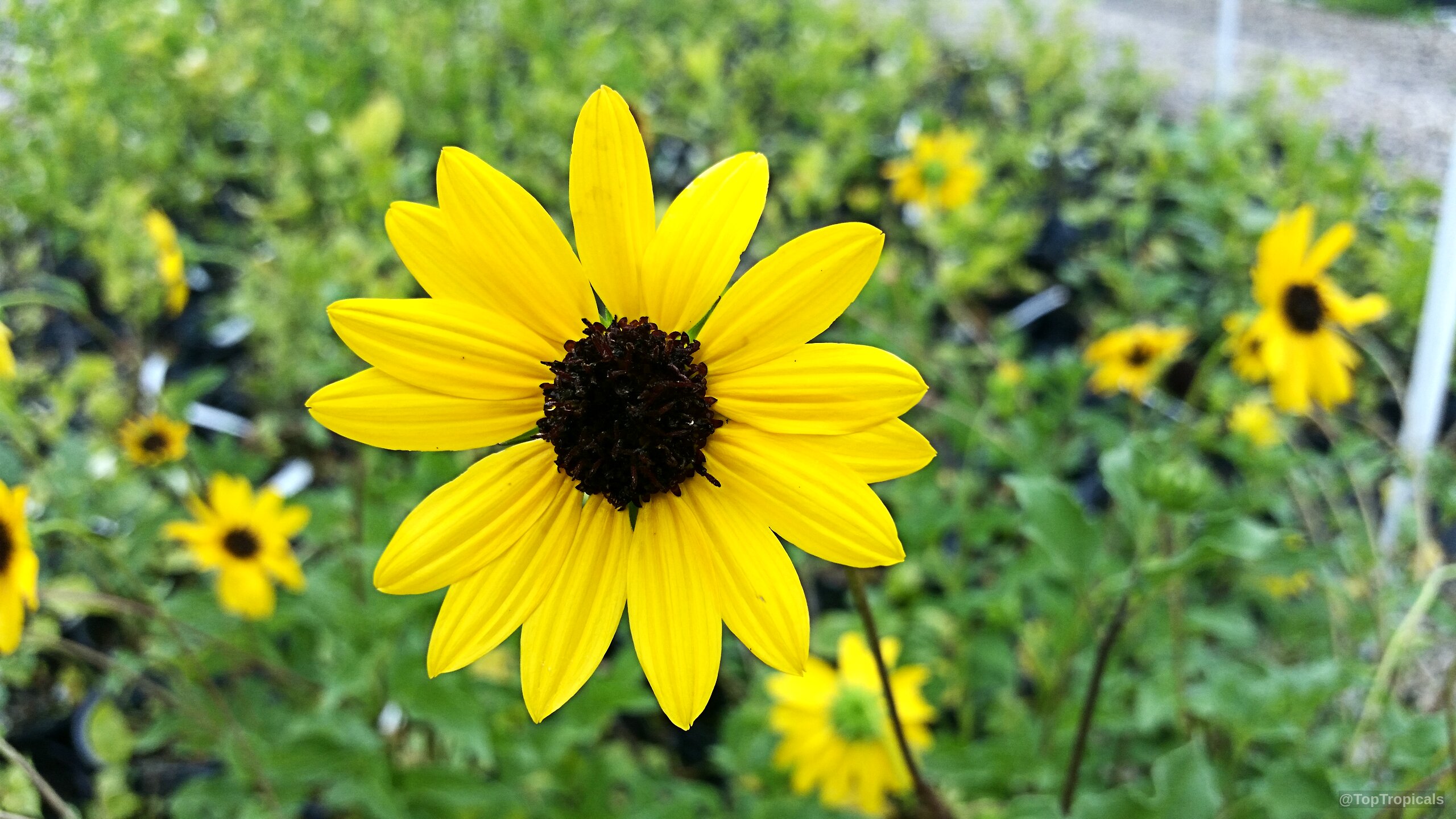 Helianthus debilis (Beach Sunflower) yellow flower with a brown center in a nursery pot area. Helianthus debilis (Beach Sunflower) yellow flower, close up of the petals and dark center.