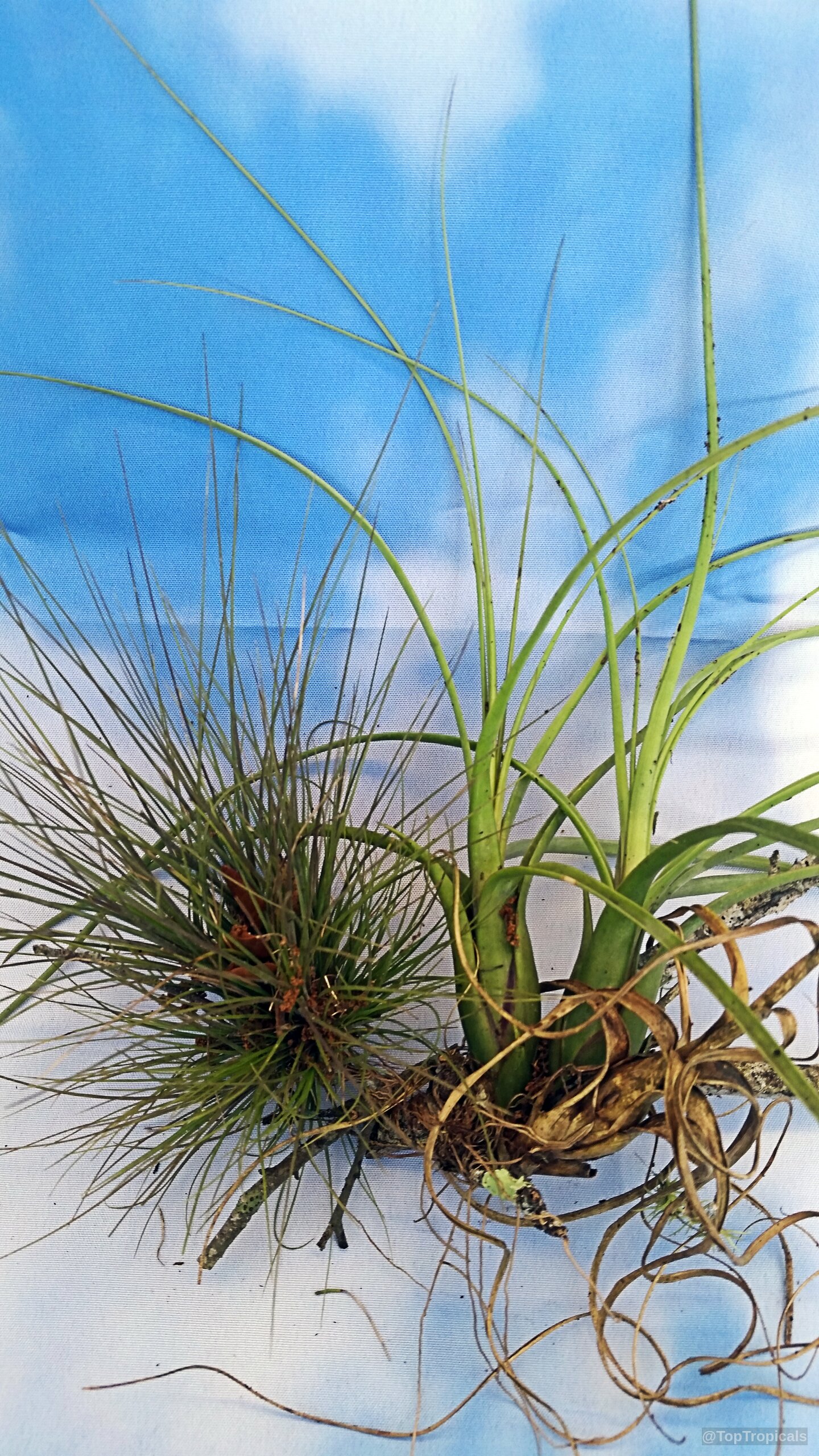 Tillandsia sp. (Tillandsia) showing varied leaf shapes spreading from a central base on bark. Tillandsia sp. (Tillandsia) with thin green leaves and a cluster of dense needle-like foliage.