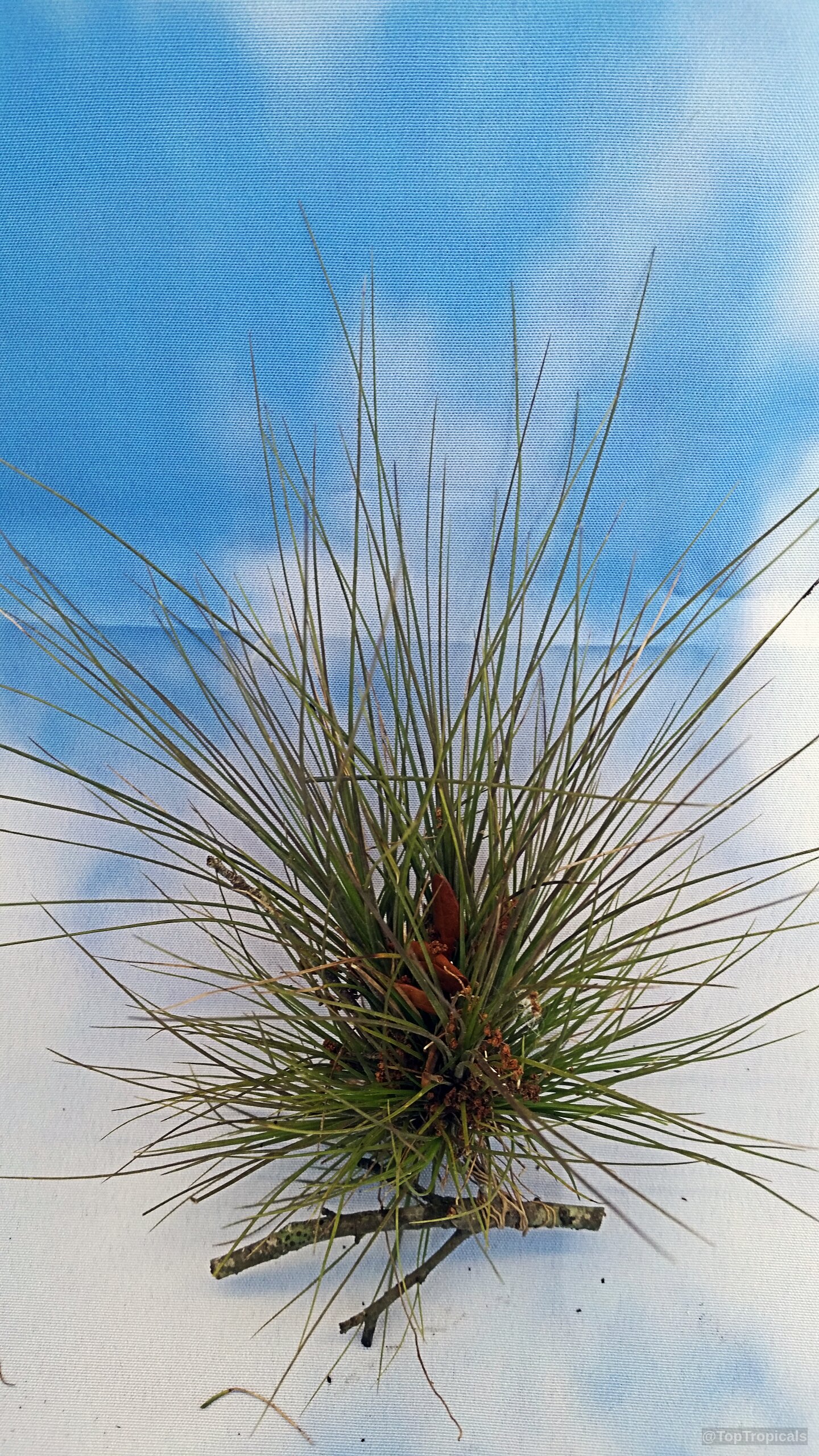 Tillandsia sp. (Tillandsia) with thin green needle-like leaves and an orange center against blue background. Tillandsia sp. (Tillandsia) with thin green leaves and a small orange center plant close up.
