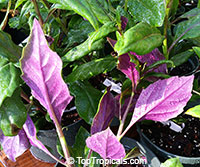 Gynura crepioides, Okinawa Spinach, Purple Spinach

Click to see full-size image