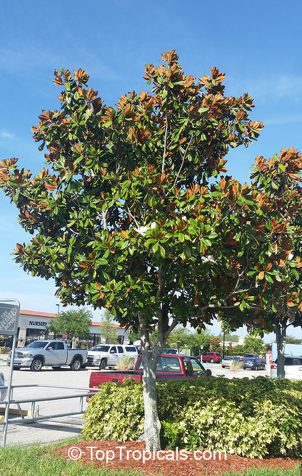 Magnolia grandiflora, Bull Bay, Southern Magnolia