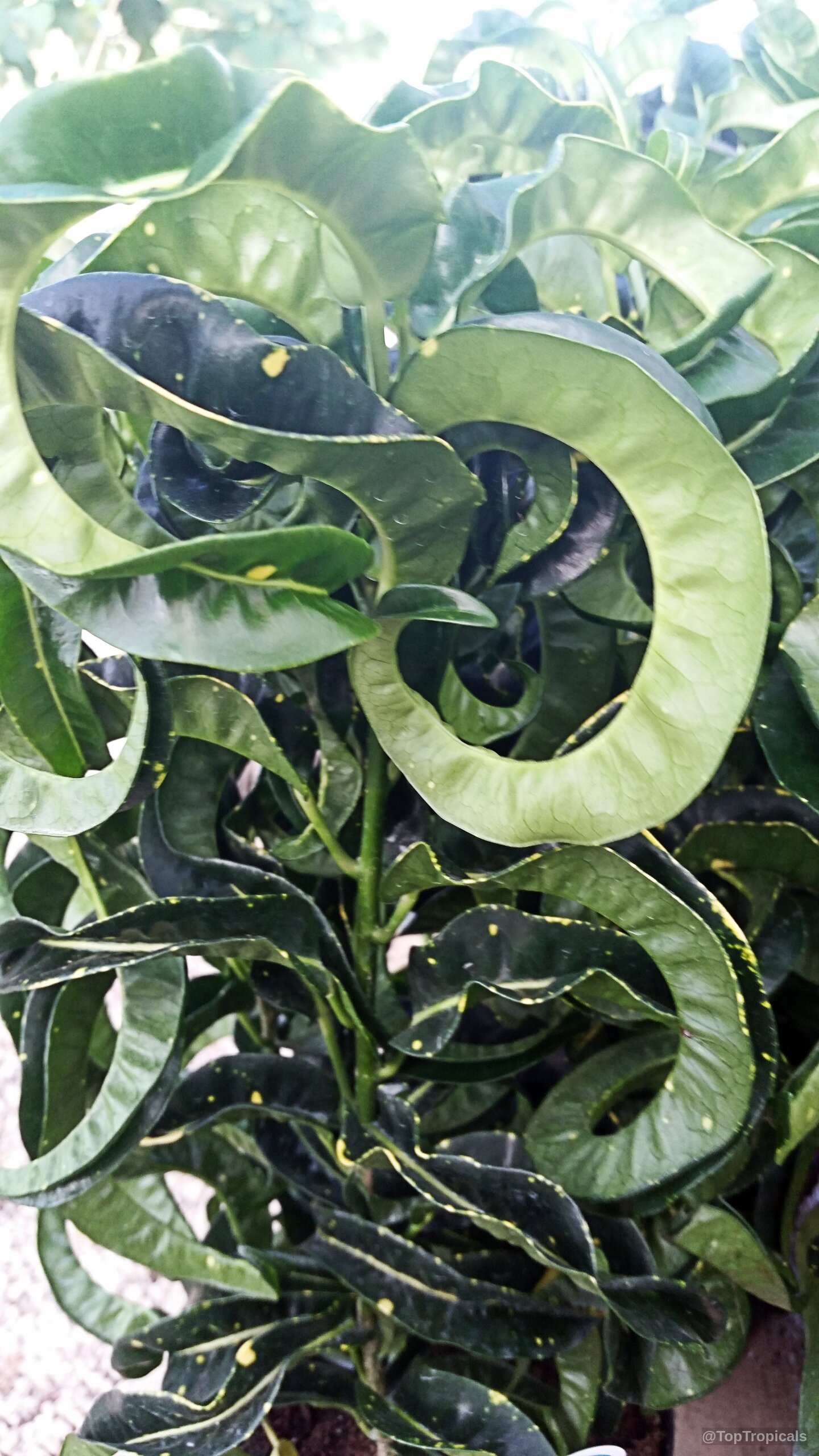 Codiaeum variegatum (Croton) leaves spiral tightly with yellow speckles over deep green foliage. Codiaeum variegatum (Croton) green yellow plant leaves twisted into spirals close up